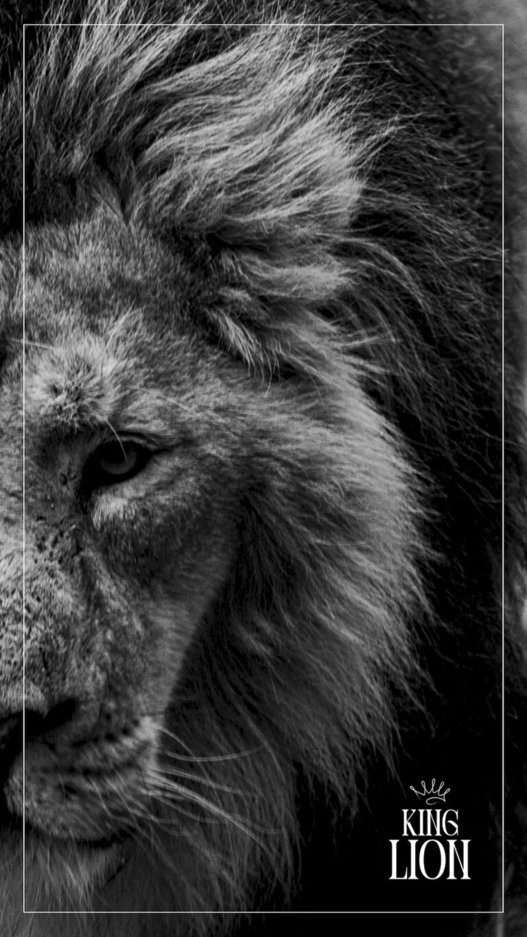 black & wait 4K wildlife lion wallpaper featuring wild animals in their natural habitat, ultra HD background with sharp details and vibrant nature colors — free on Zonwalls.