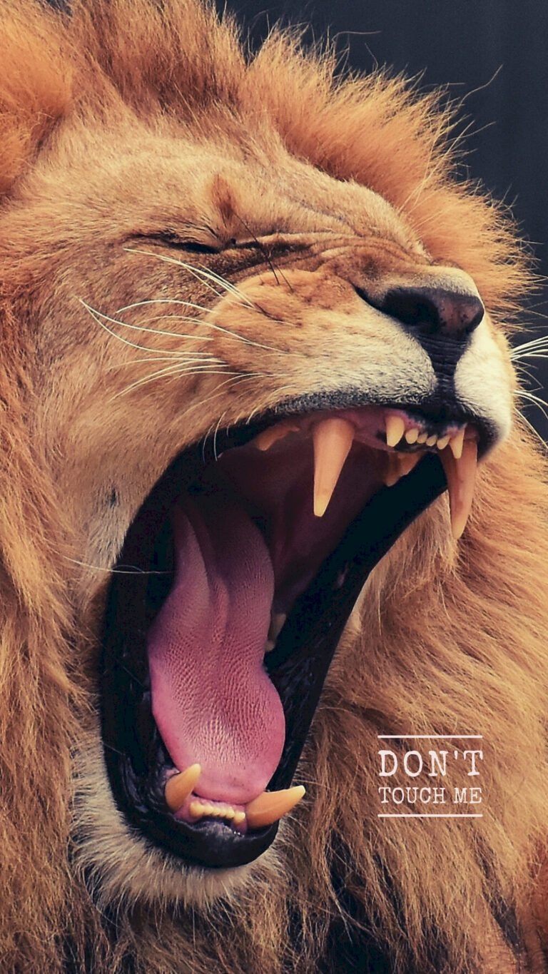 king lion 4K wildlife wallpaper featuring wild animals in their natural habitat, ultra HD background with sharp details and vibrant nature colors — free on Zonwalls.