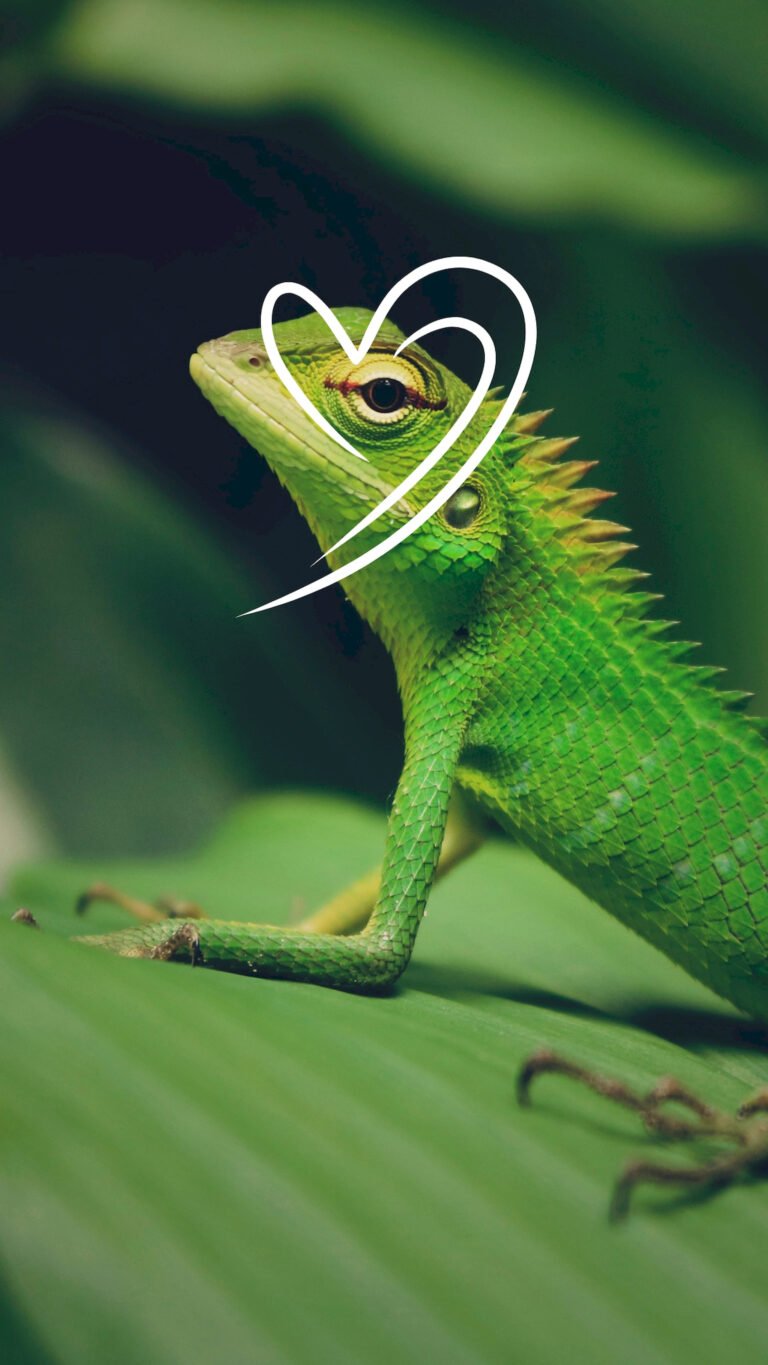chameleon 4K wildlife wallpaper featuring wild animals in their natural habitat, ultra HD background with sharp details and vibrant nature colors — free on Zonwalls.