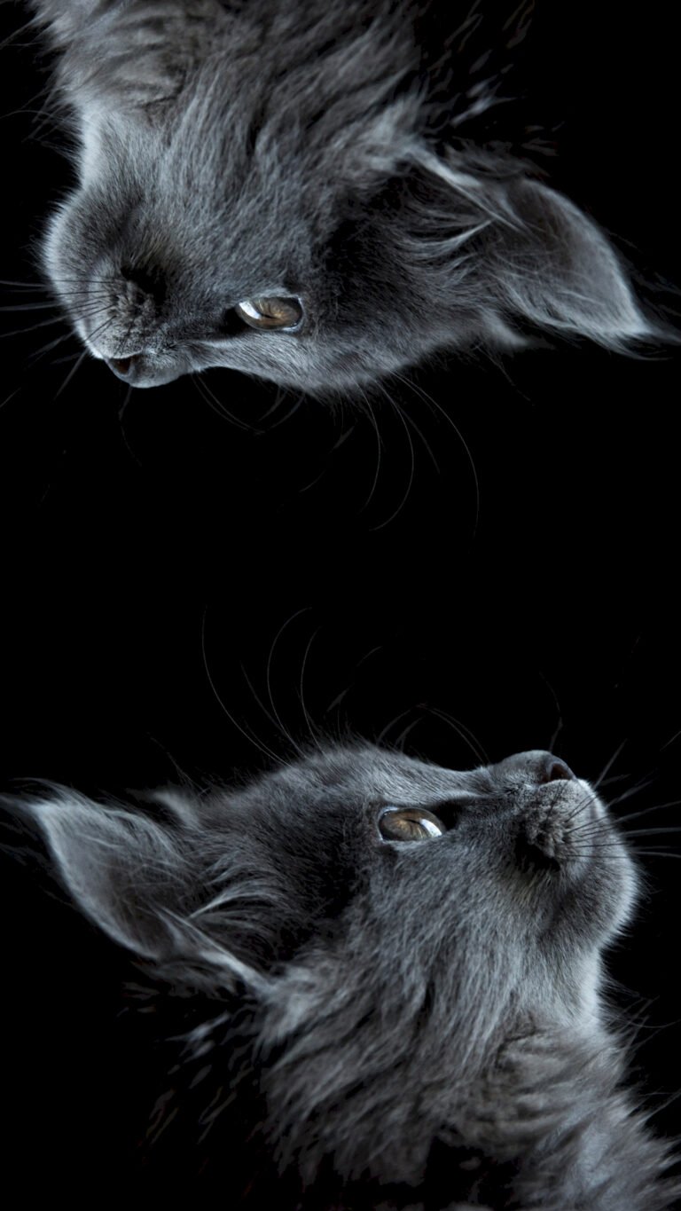 green cat 4K wildlife wallpaper featuring wild animals in their natural habitat, ultra HD background with sharp details and vibrant nature colors — free on Zonwalls.