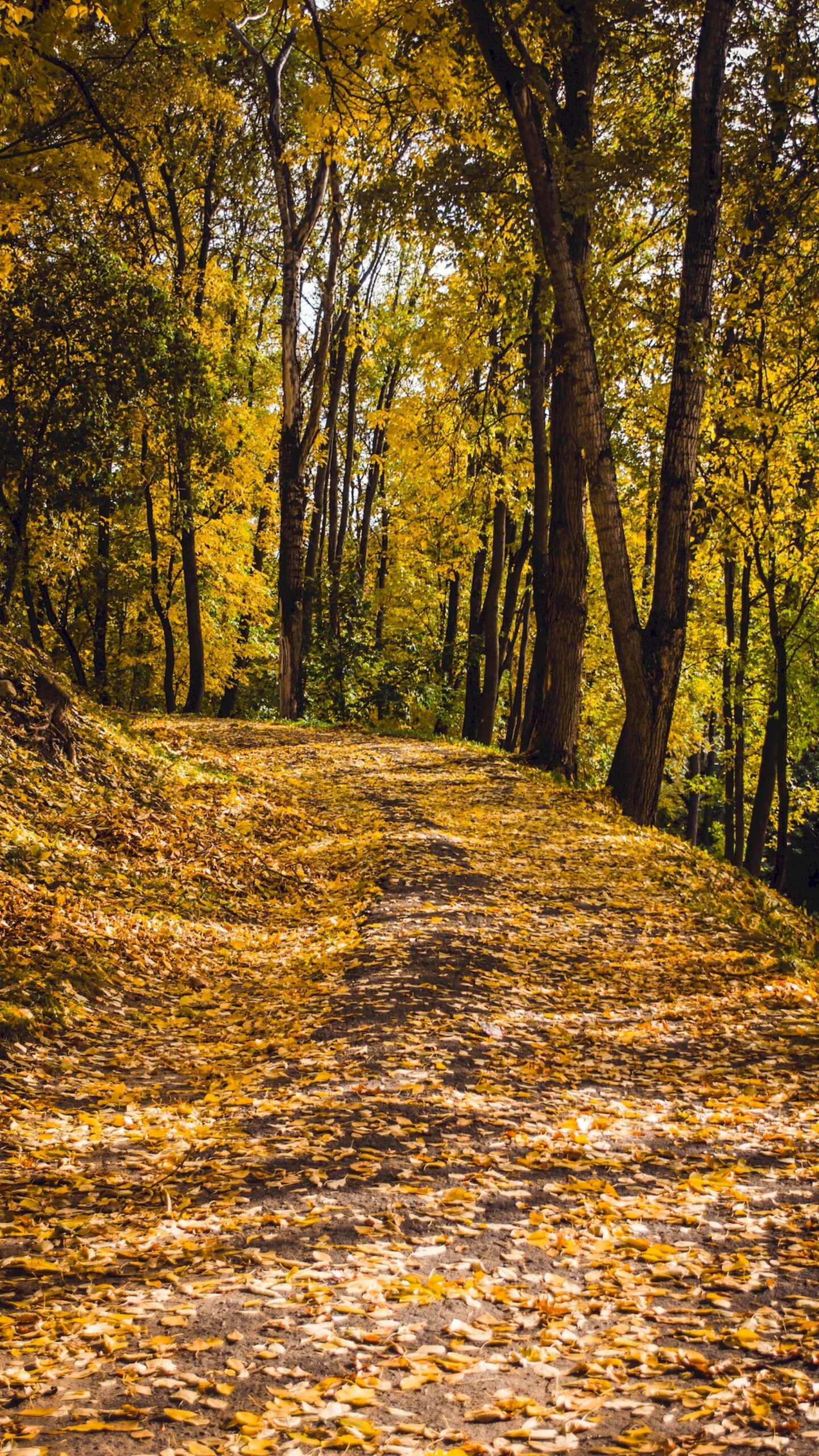 Vibrant autumn nature wallpaper featuring waves Ultra HD 4K nature wallpaper showing forests, mountains, and peaceful landscapes with rich colors and high clarity — free on Zonwalls.