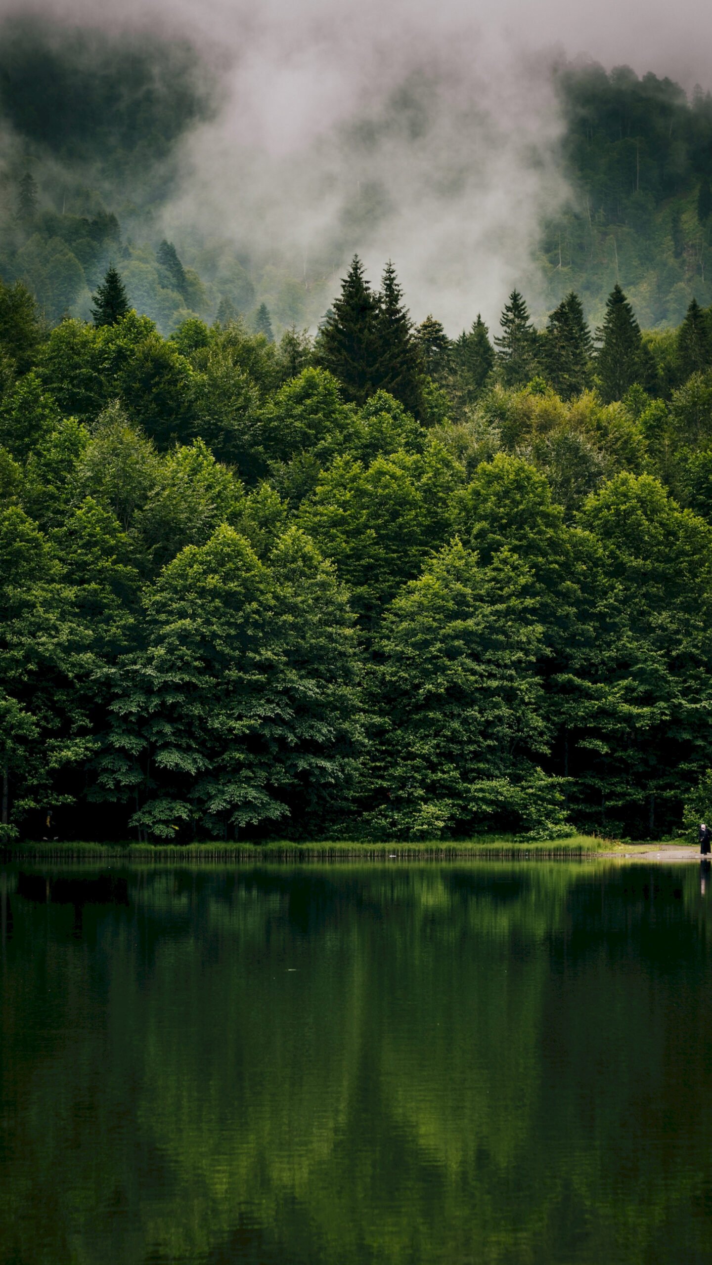 Vibrant forests 4K nature wallpapers