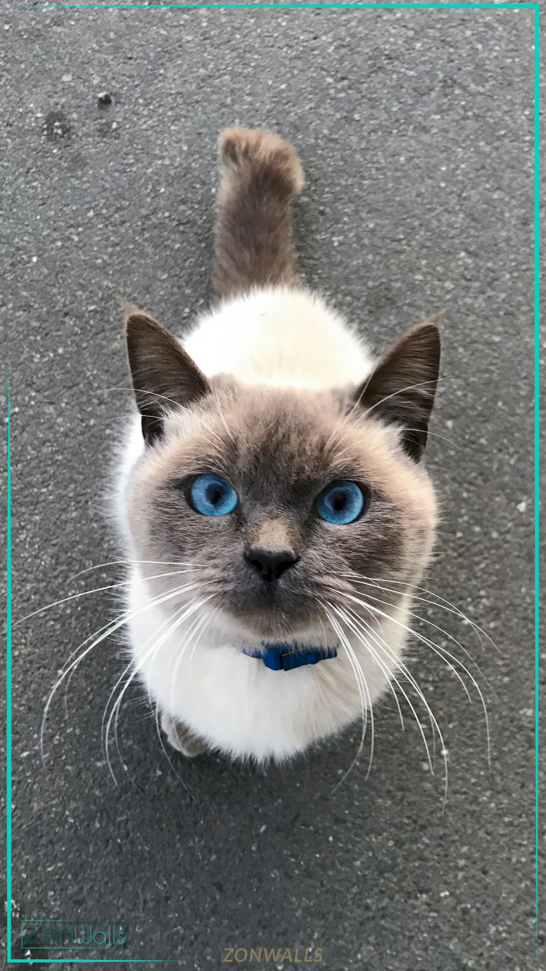 Top-down view of a fluffy cream and grey Siamese cat with bright blue eyes looking up at the camera, wearing a small blue collar.