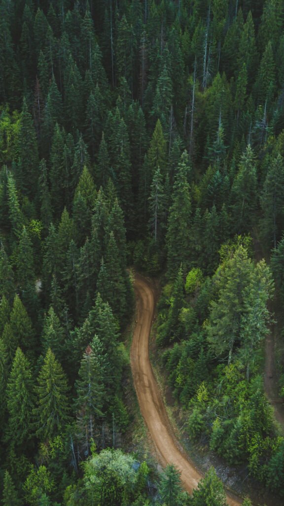 Aerial drone view of a winding dirt road surrounded by a dense green pine forest.