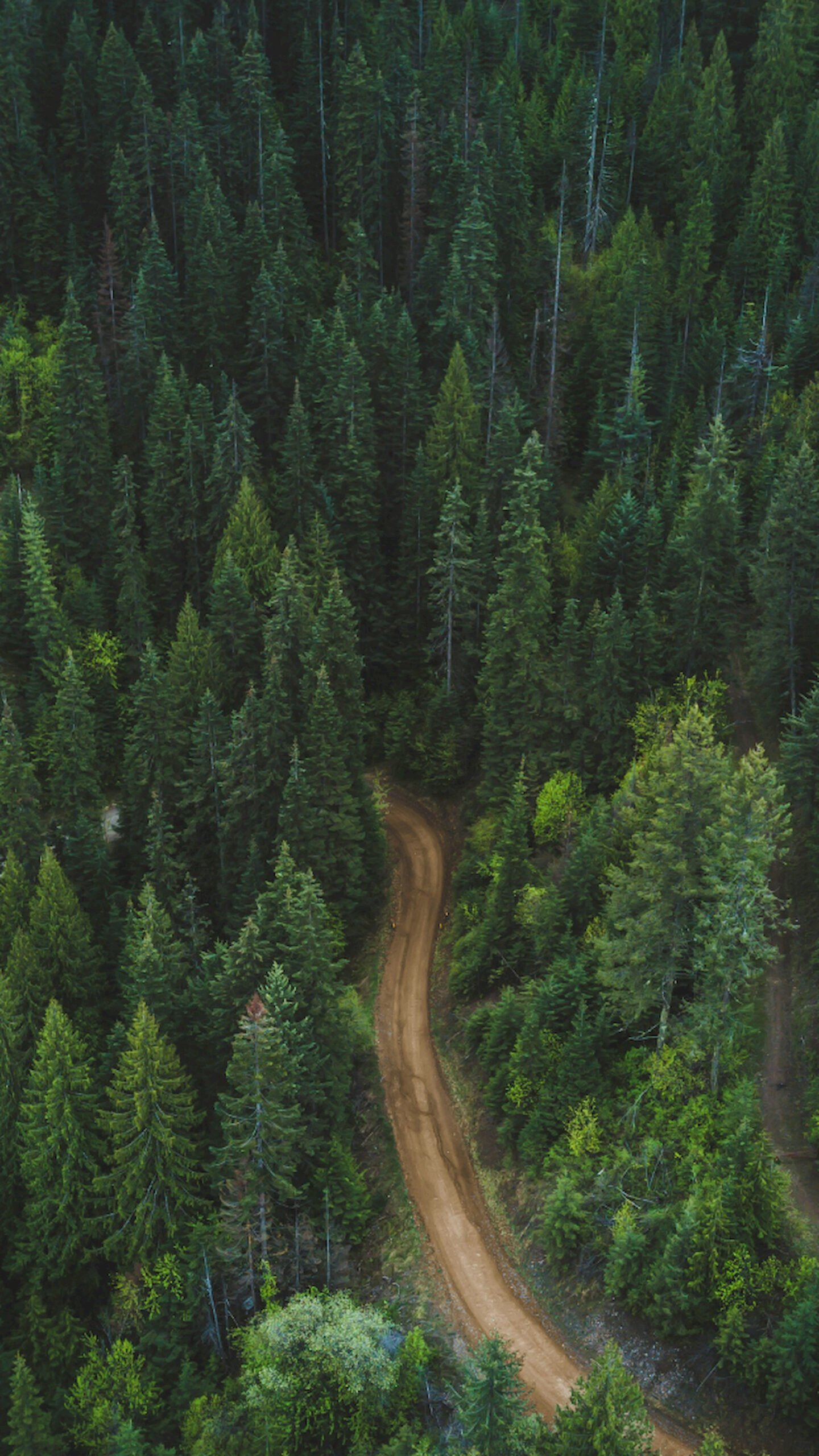 Aerial drone view of a winding dirt road surrounded by a dense green pine forest.