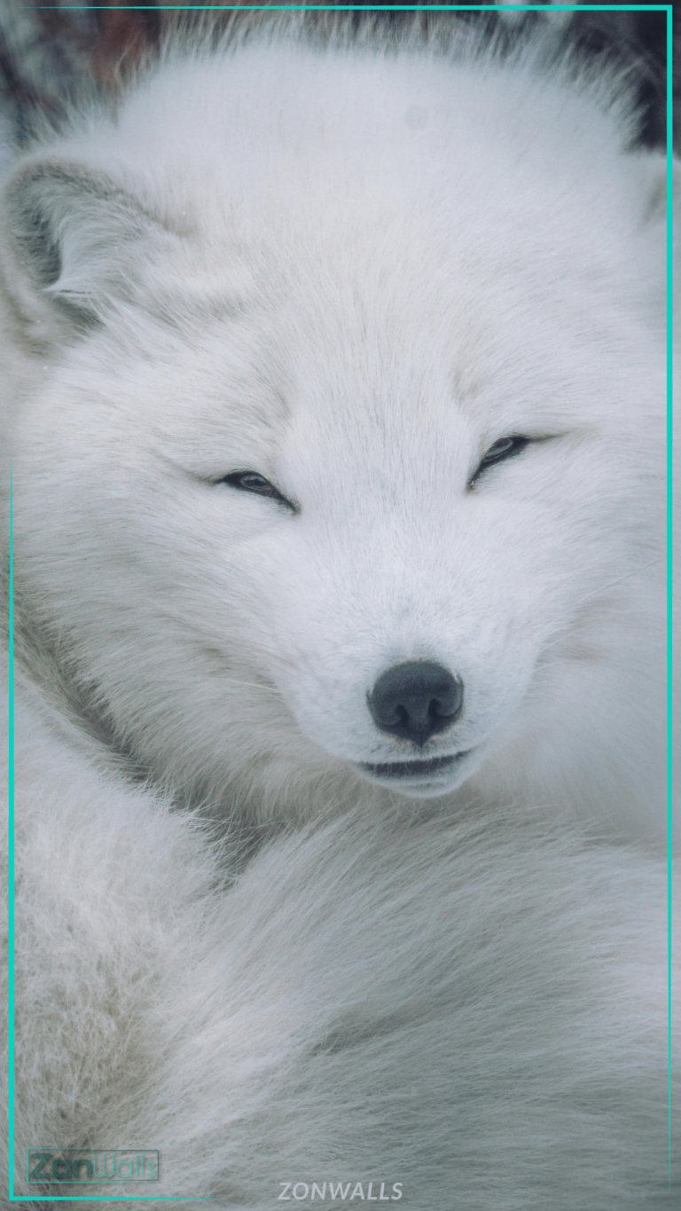 White Arctic fox close-up optimized for iPhone and Android screens, high-resolution 4K animal wallpaper.