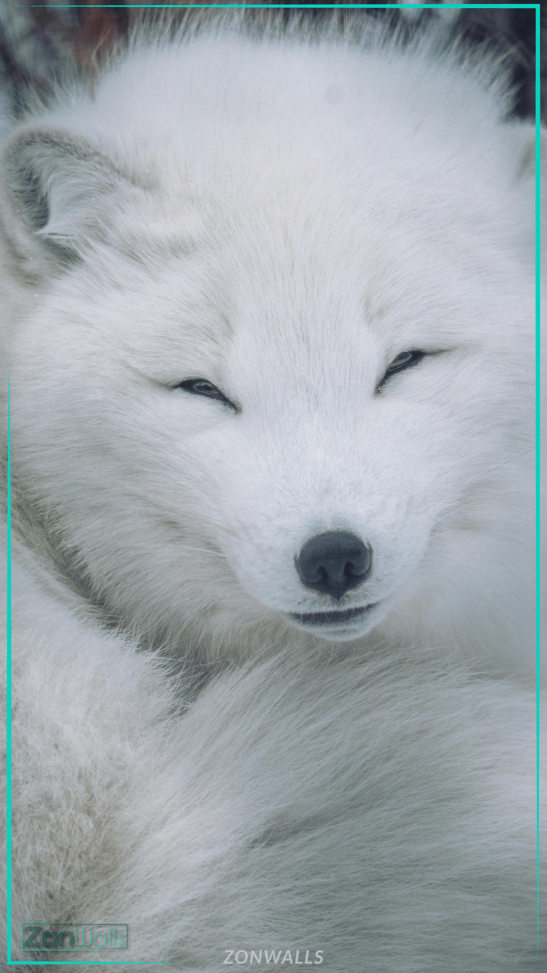 White Arctic fox close-up optimized for iPhone and Android screens, high-resolution 4K animal wallpaper.