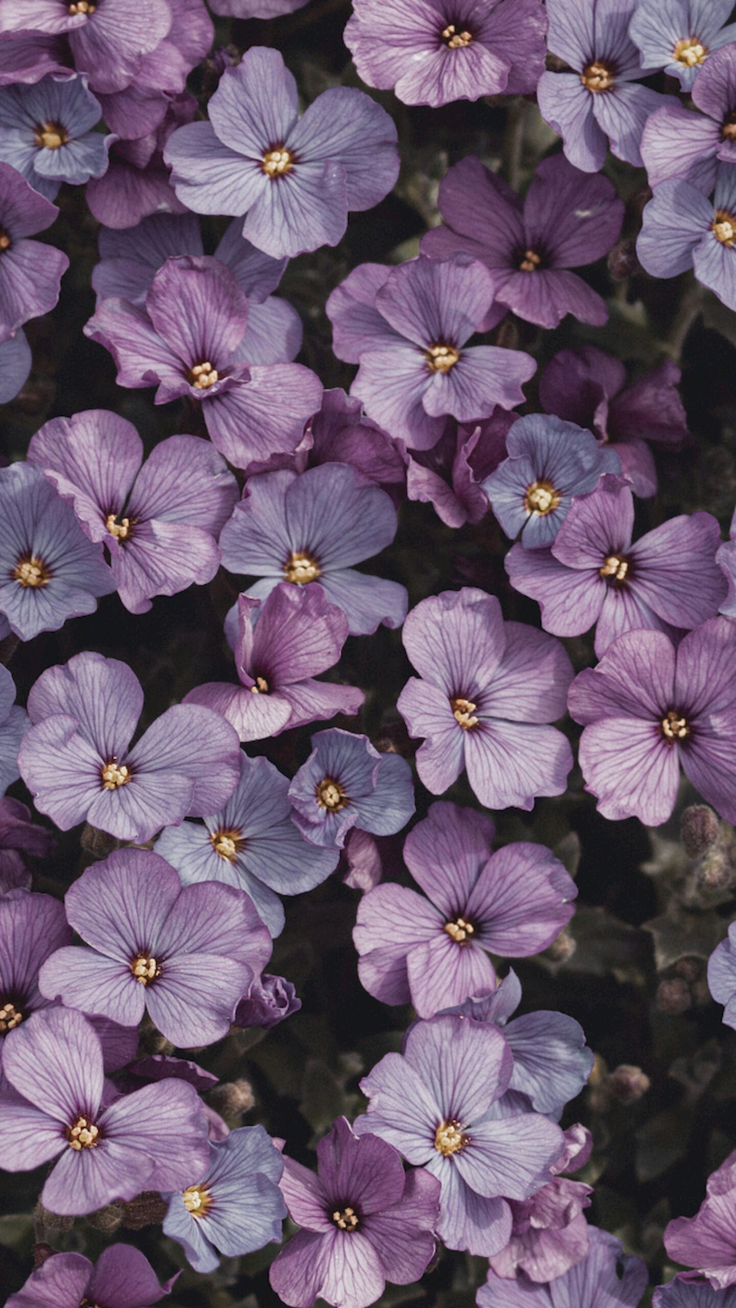 "Vertical close-up view of a cluster of small purple and lilac flowers with yellow centers filling the frame."
