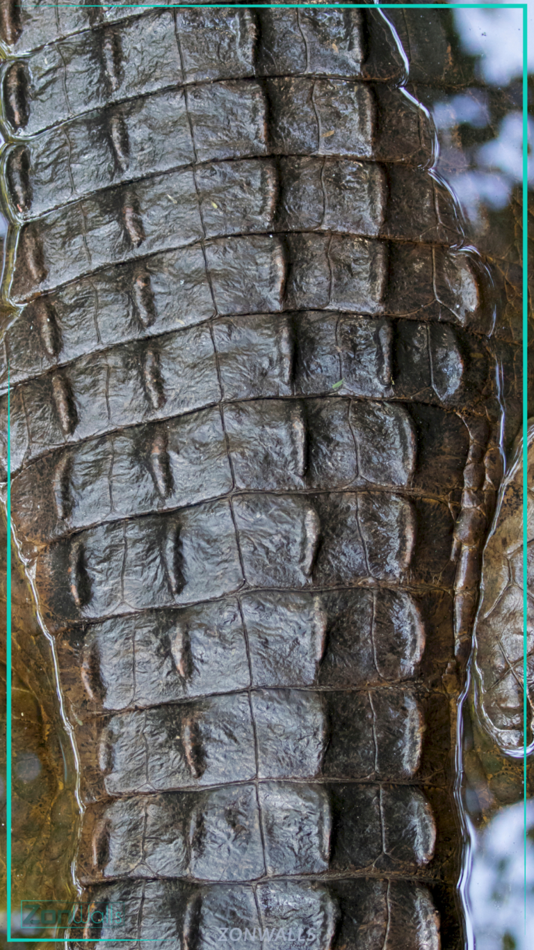 Top-down close-up view of wet, dark crocodile scales showing rough texture and ridges, partially submerged in water.