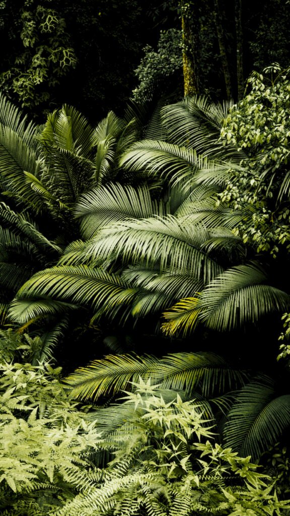 Dense cluster of dark green tropical palm leaves and ferns creating a lush jungle texture with deep shadows.