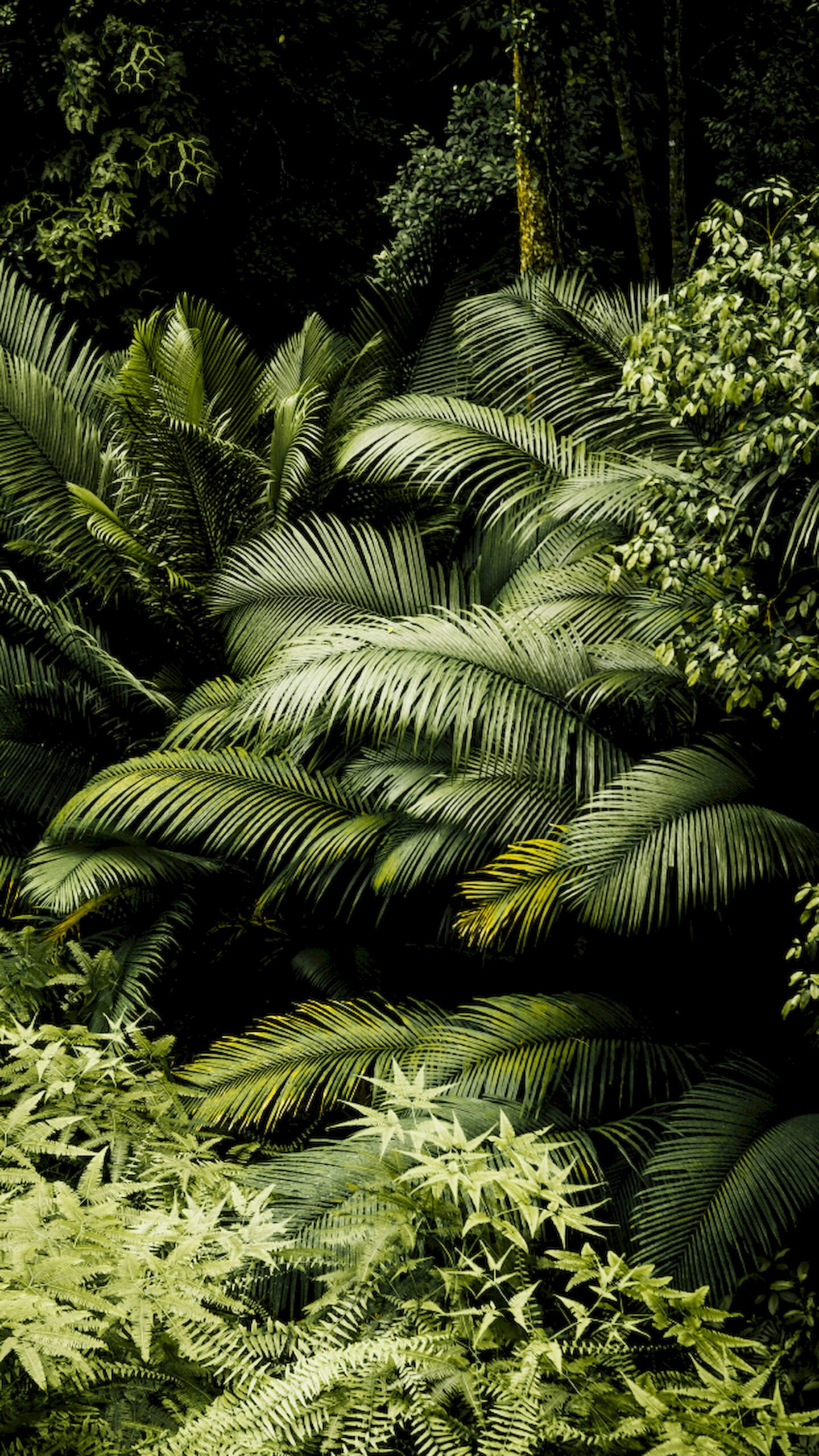 Dense cluster of dark green tropical palm leaves and ferns creating a lush jungle texture with deep shadows.