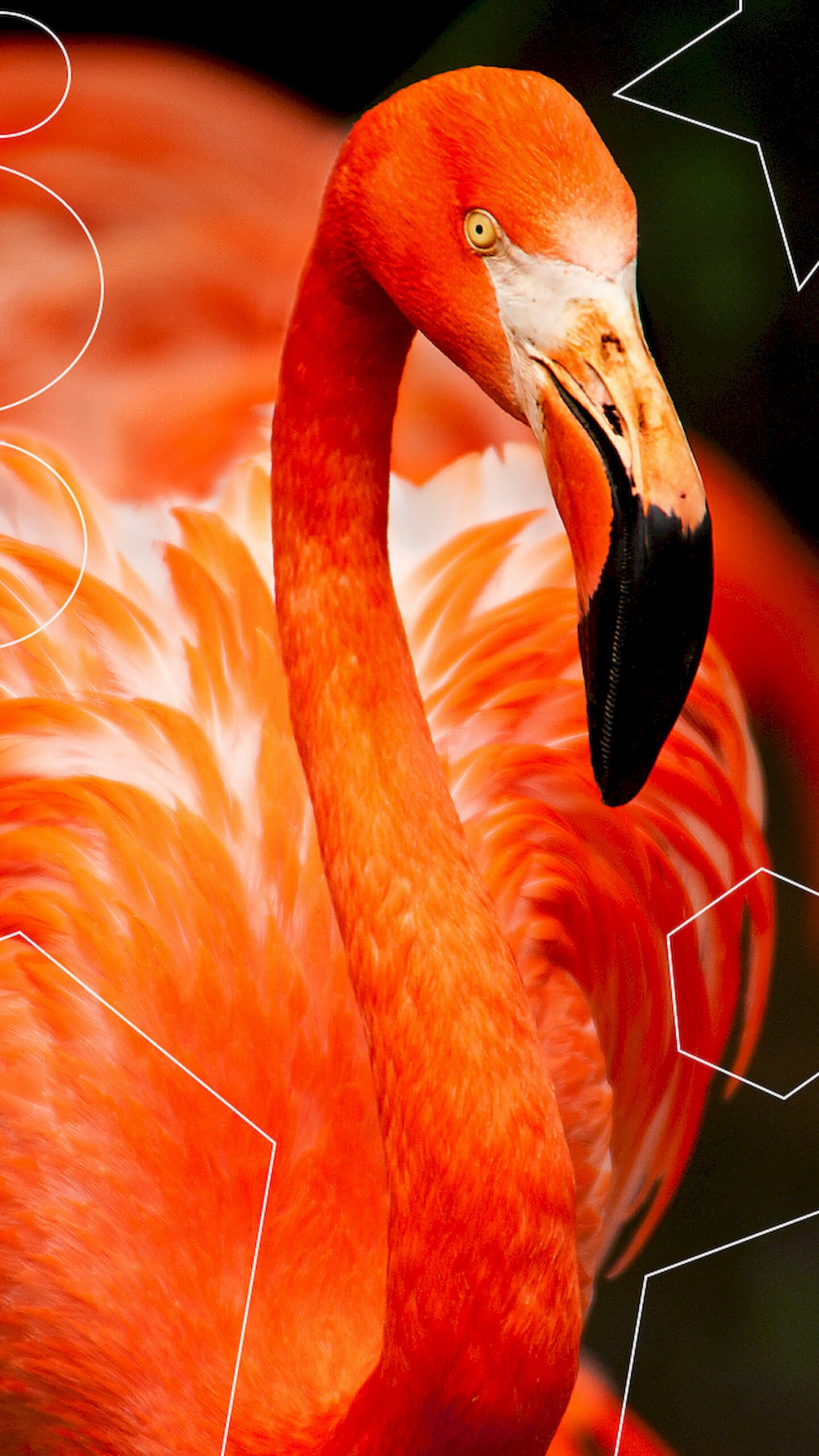 "Close-up portrait of a vibrant red flamingo showing detailed feathers and beak, with a white geometric line art overlay on a dark background for mobile wallpaper."