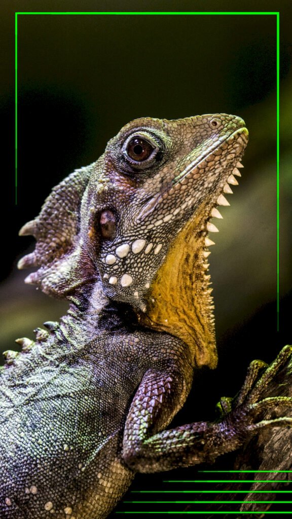 "Close-up profile shot of a spiky lizard head (Water Dragon) showing detailed scales and eye against a black background, with a bright neon green geometric border."