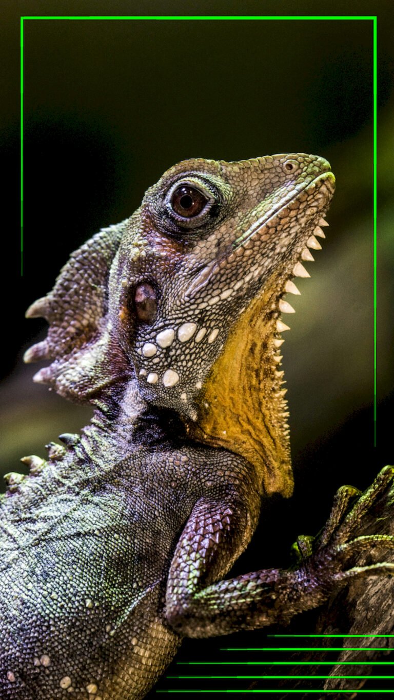 "Close-up profile shot of a spiky lizard head (Water Dragon) showing detailed scales and eye against a black background, with a bright neon green geometric border."