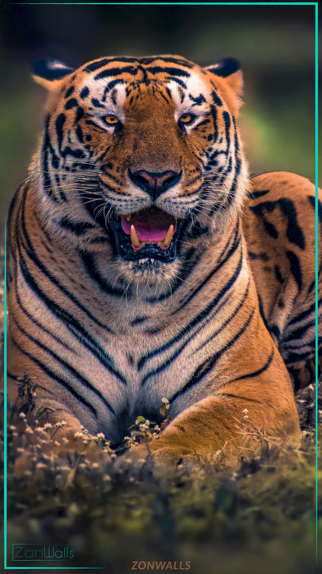 Close-up of a fierce tiger resting with mouth open, optimized for iPhone and Android screens, high-resolution wildlife wallpaper.
