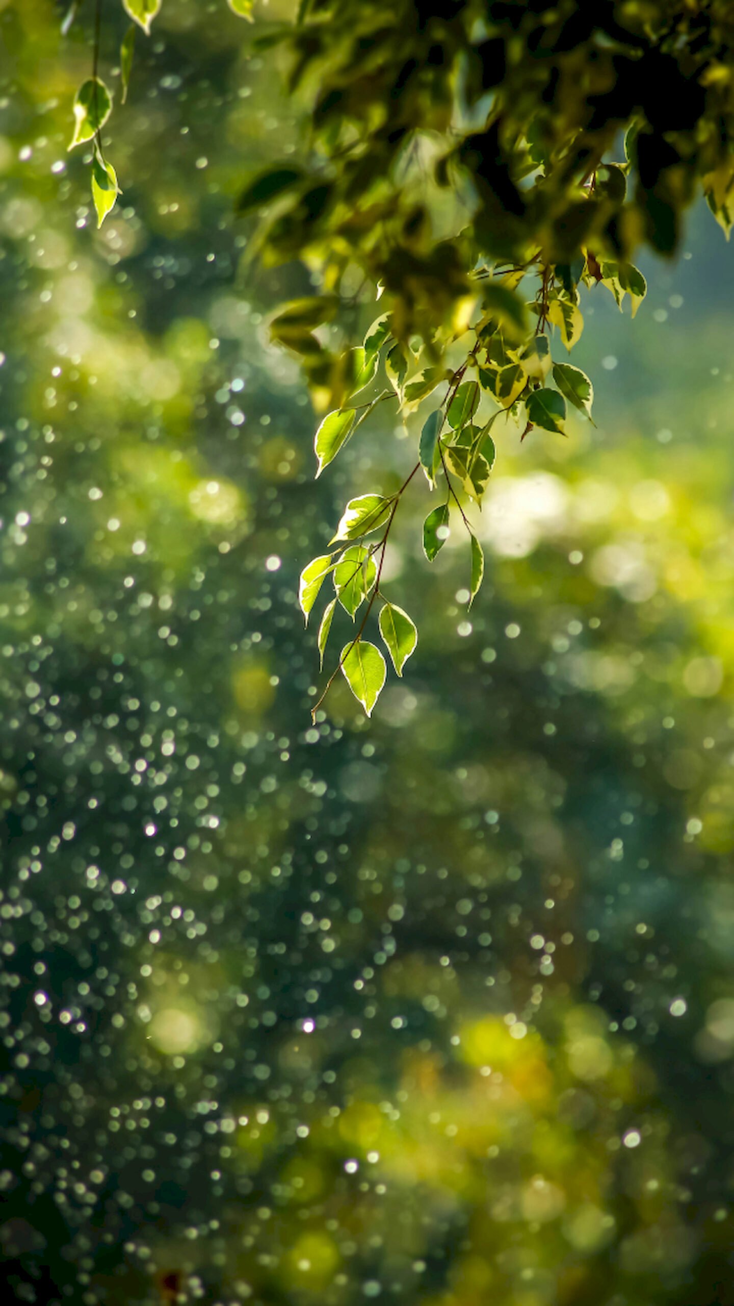 Close-up of fresh green leaves hanging from a branch against a blurred background of rain droplets and sparkling bokeh lights.