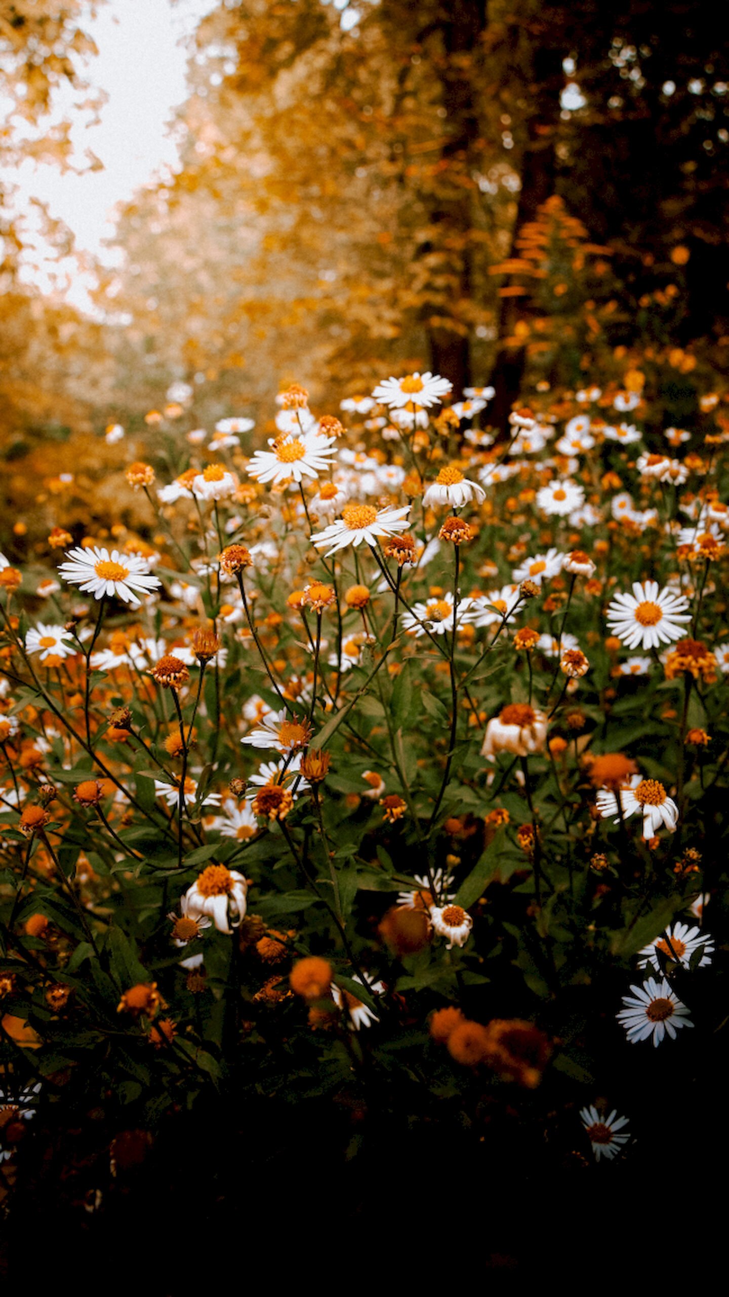 "Vertical close-up of white daisy flowers in a meadow with warm golden lighting and blurred orange autumn trees in the background."
