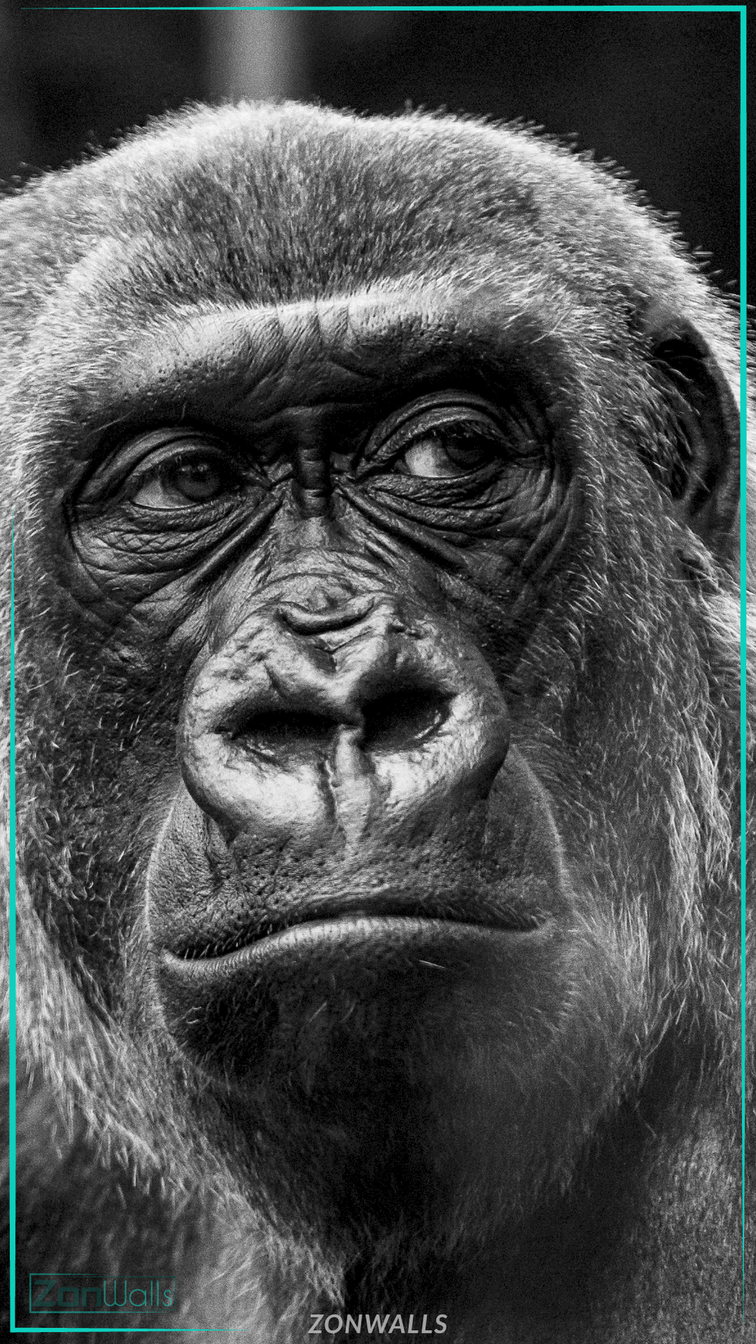 Black and white close-up portrait of a powerful gorilla optimized for iPhone and Android screens, high-resolution animal wallpaper.