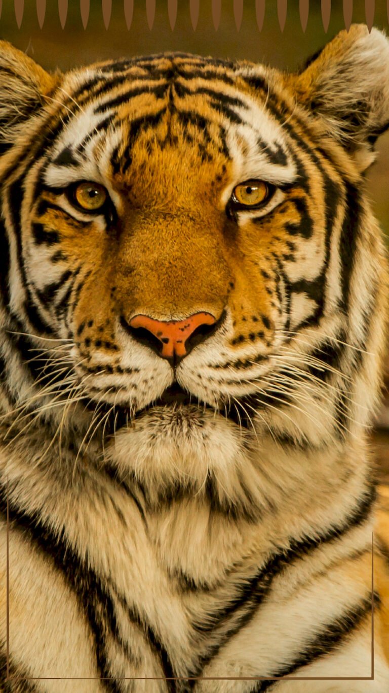 "Close-up macro shot of a tiger's face staring directly forward, highlighting bright yellow eyes, detailed whiskers, and black stripes on orange fur for mobile wallpaper."
