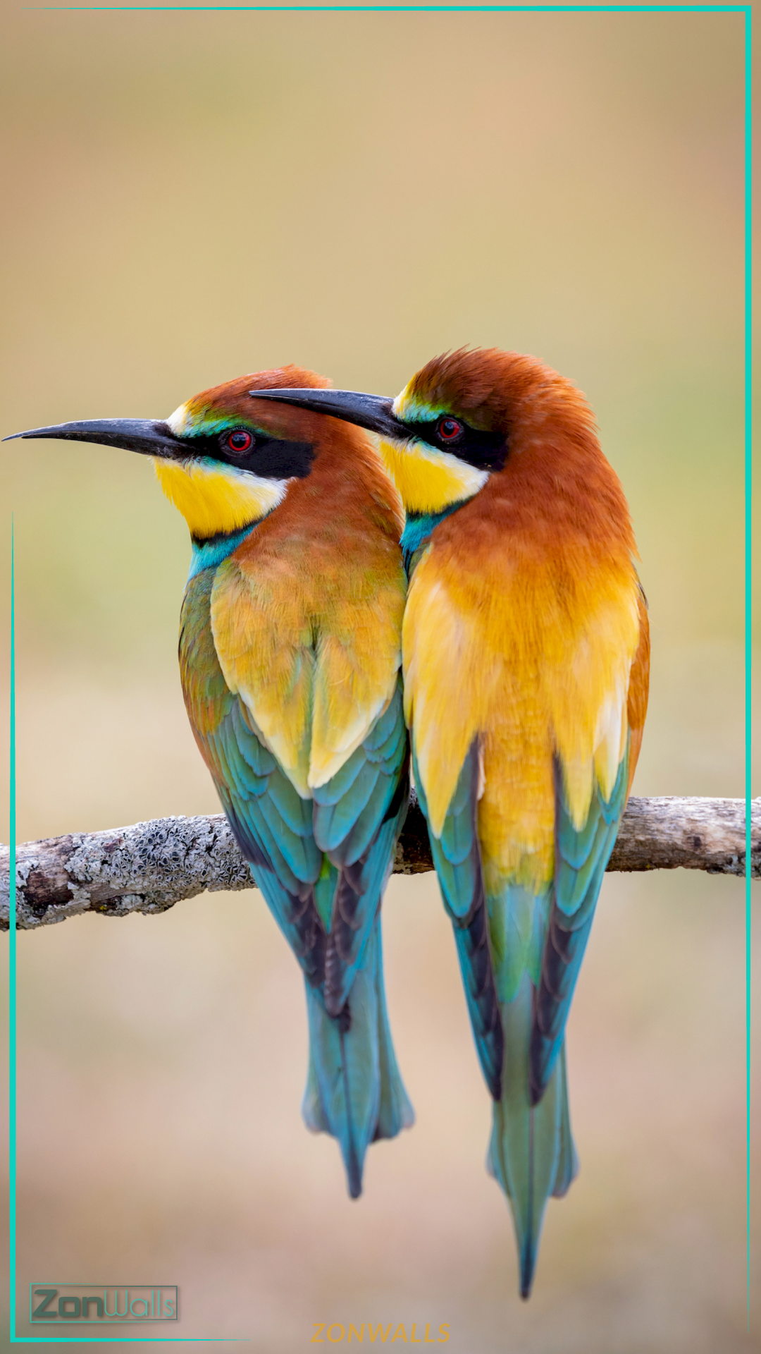 Two colorful European Bee-eaters perched close together on a branch, featuring vibrant yellow throats, chestnut heads, and blue-green wings.