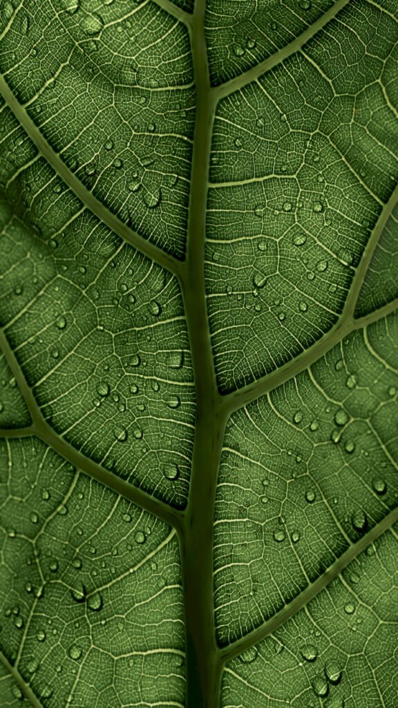 Extreme close-up of a green leaf texture showing intricate veins and scattered water droplets.