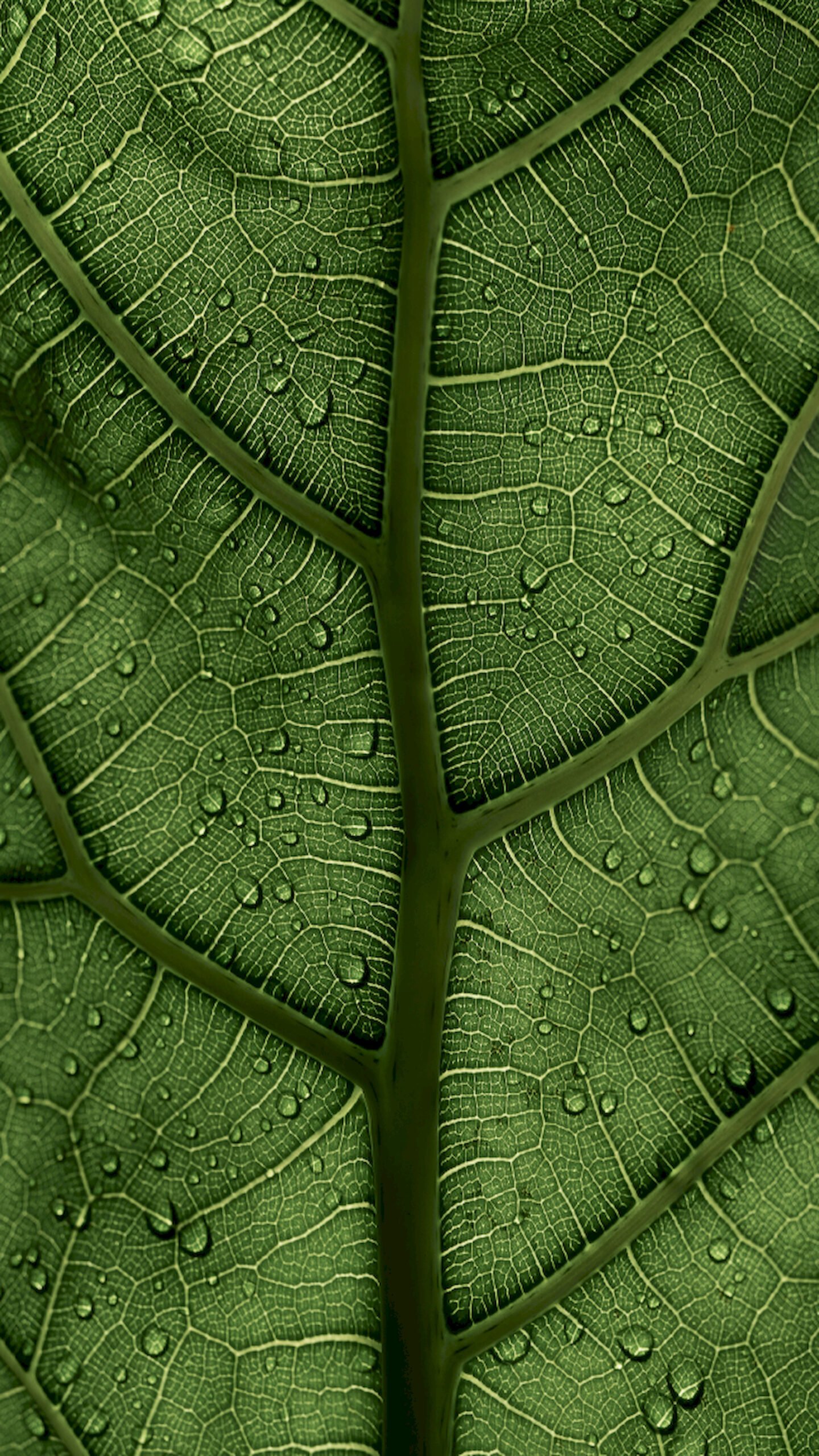 Extreme close-up of a green leaf texture showing intricate veins and scattered water droplets.