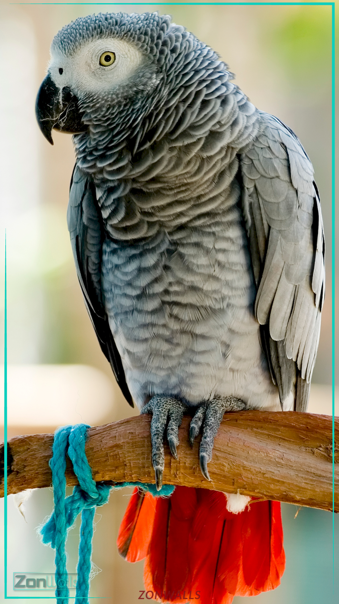 Close-up of an African Grey Parrot with a bright red tail perched on a wooden branch, high-resolution wildlife phone wallpaper.