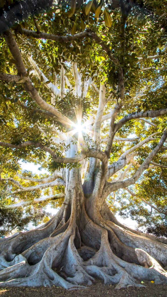Low-angle view of a massive ancient tree with large sprawling roots and a bright sunburst shining through the upper branches.