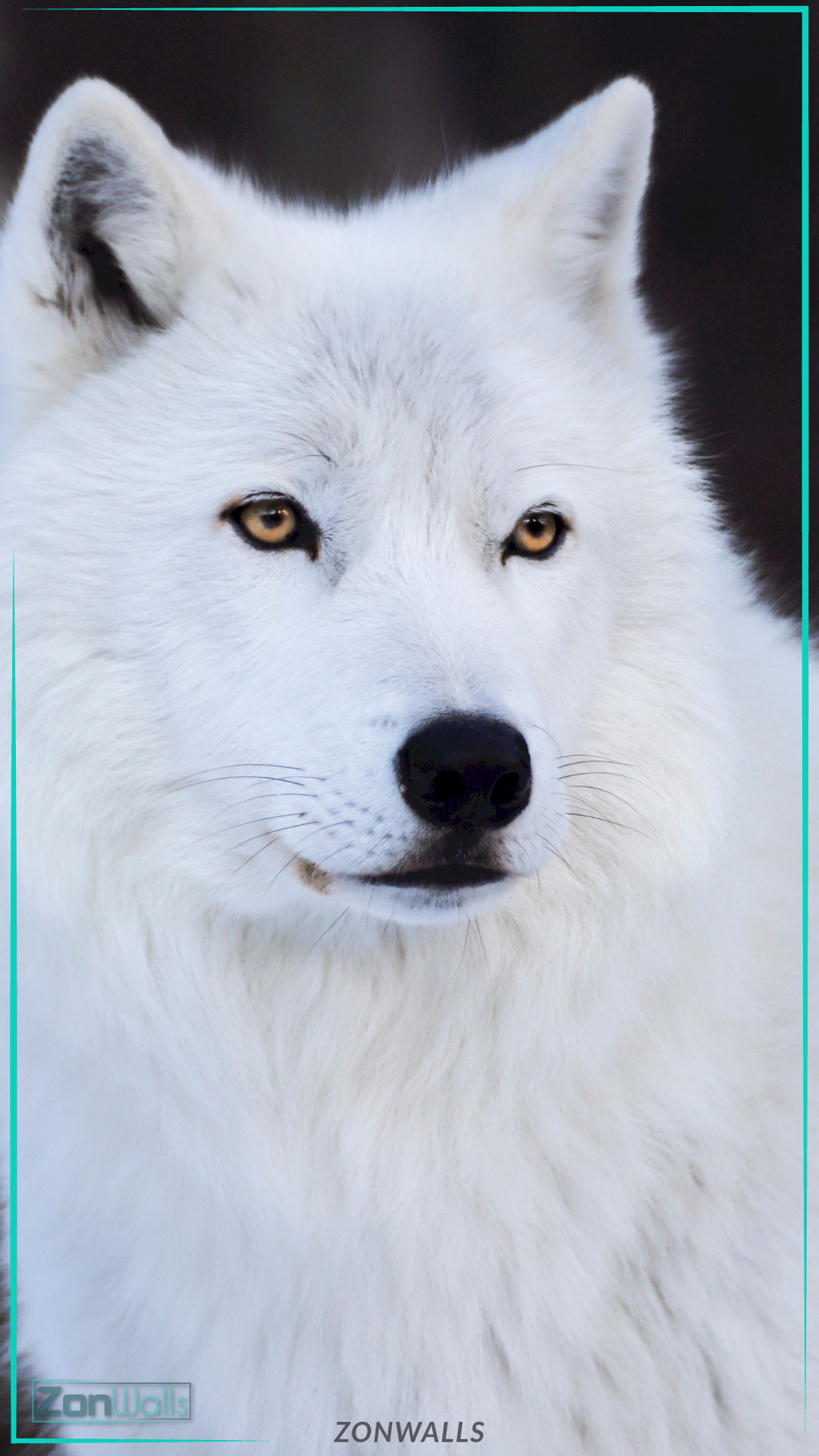 Close-up face portrait of a white Arctic Wolf with intense amber eyes and thick fluffy fur, looking slightly to the side.