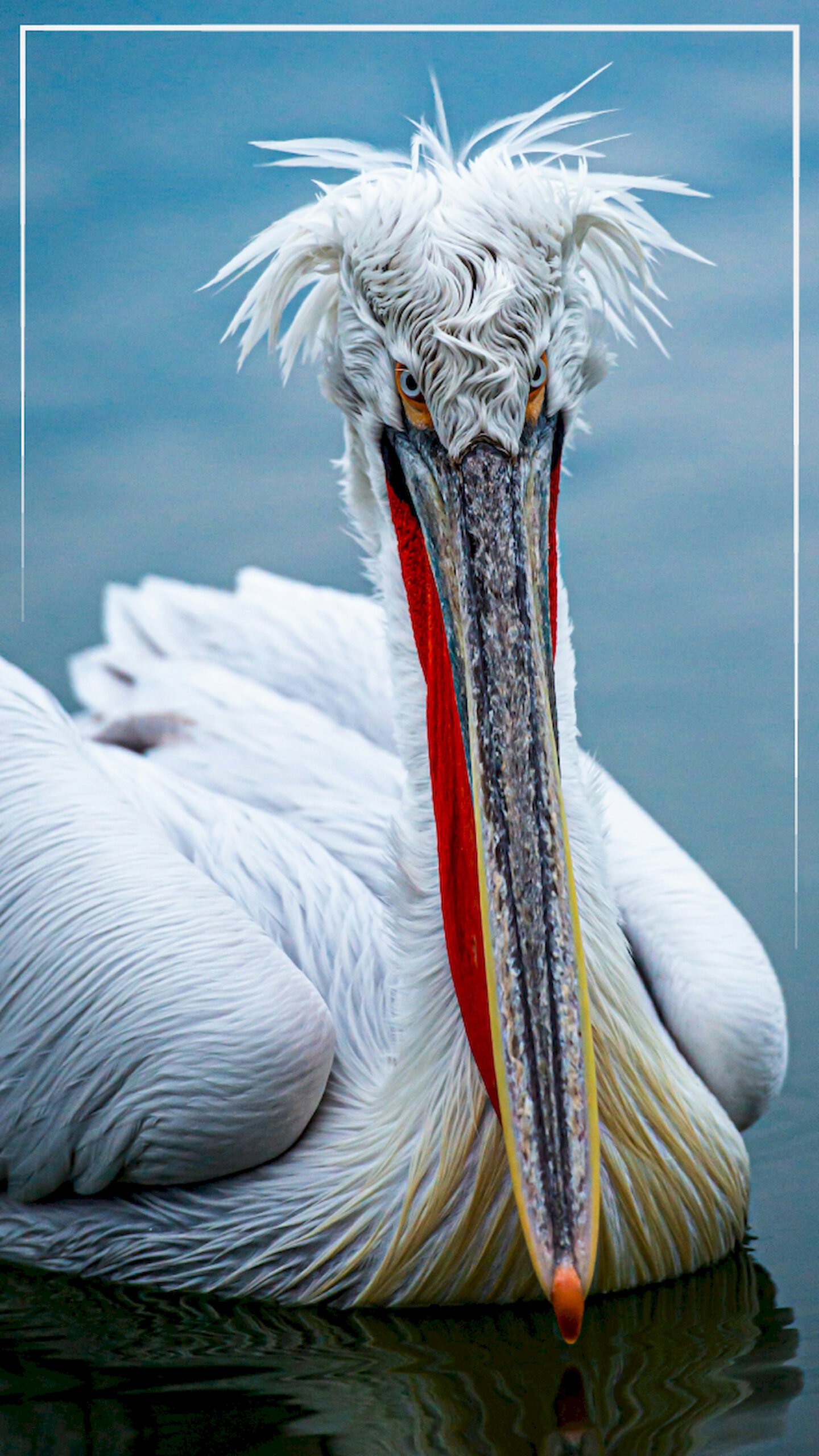 "Close-up vertical portrait of a white Dalmatian Pelican with messy head feathers and a long colorful beak floating on blue water, mobile wallpaper."