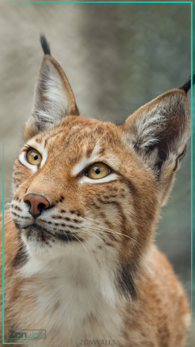 Close-up portrait of a Eurasian Lynx looking up, showcasing its signature black-tufted ears, amber eyes, and spotted fur against a blurred background.