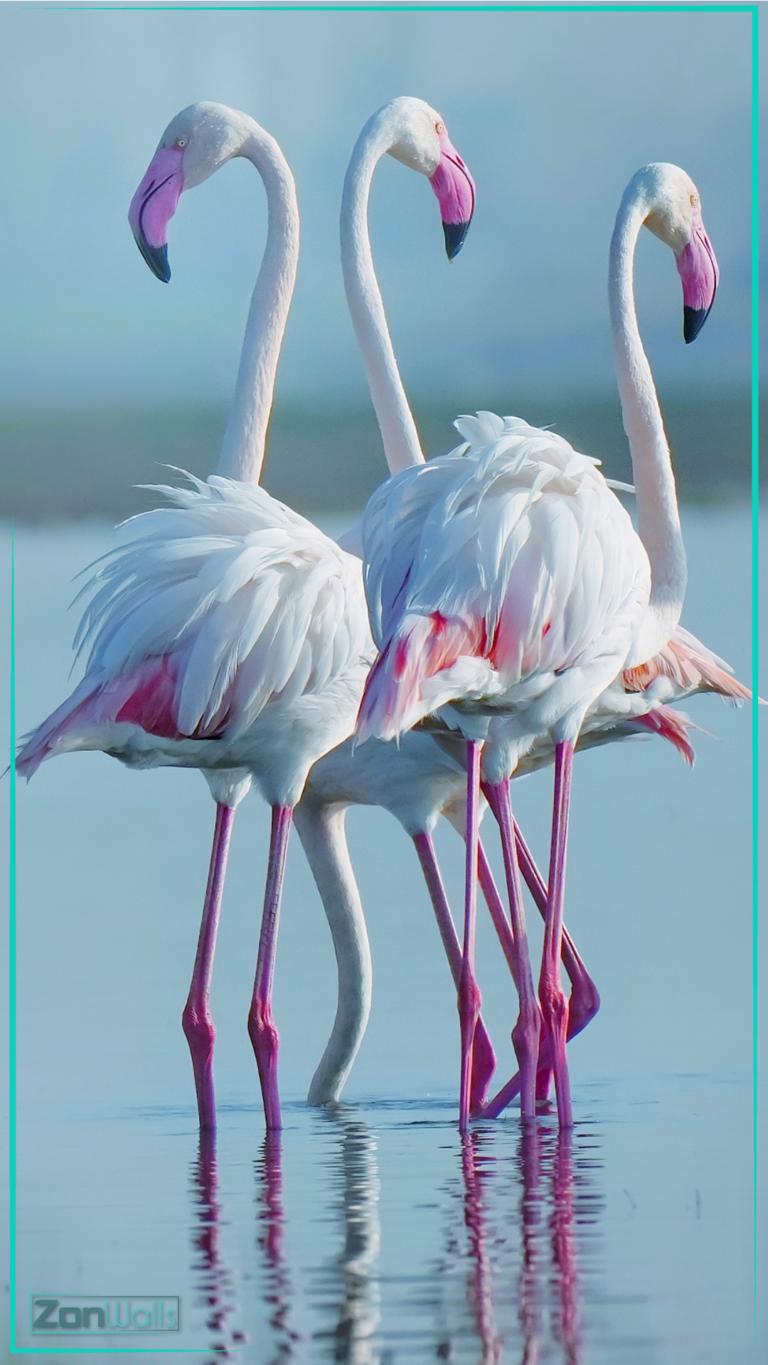 Three Greater Flamingos standing in calm blue water, showcasing their long pink legs, white plumage with pink wing accents, and curved pink and black beaks.