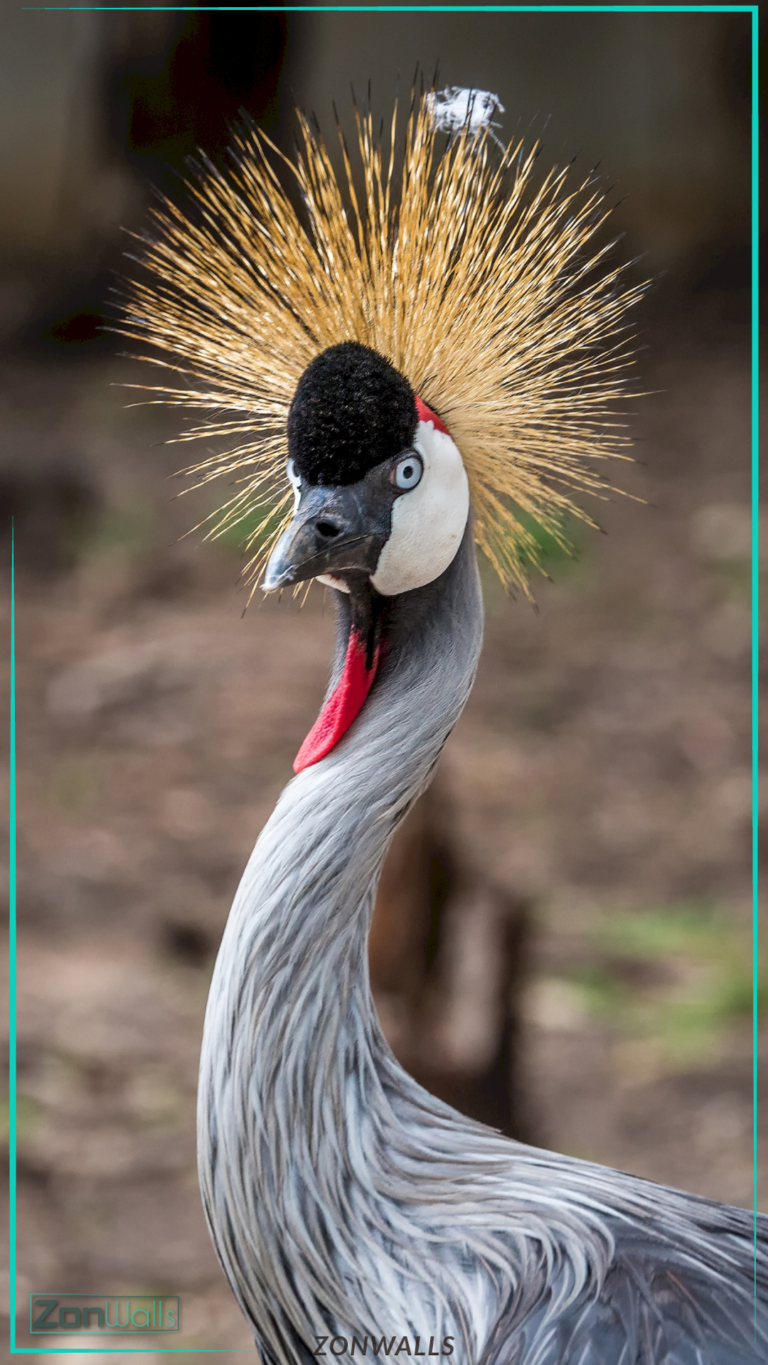 Close-up portrait of a Grey Crowned Crane showcasing its spectacular golden crest, black velvety forehead, and red throat wattle.