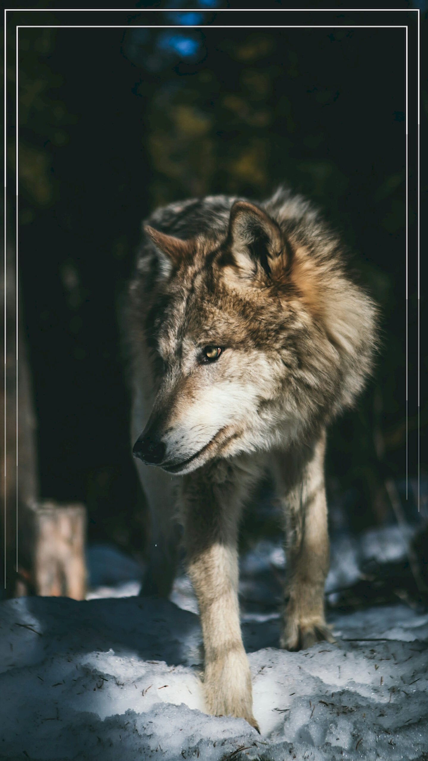 Grey wolf walking in the snow with a dark forest background, featuring sunlight on its fur and a thin white geometric frame border for mobile wallpaper.
