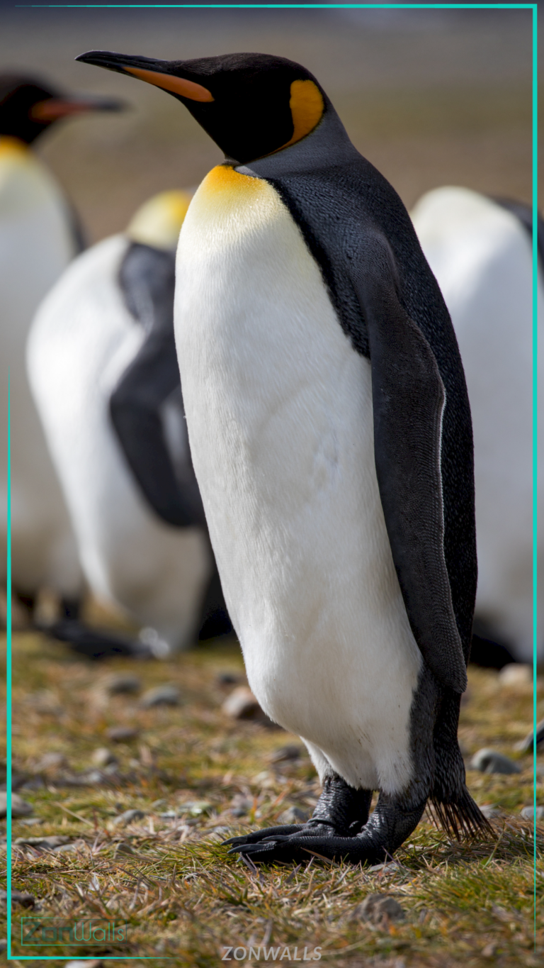 Full-body side profile of a King Penguin standing on grassy ground, featuring bright orange neck markings, with other blurred penguins in the background.