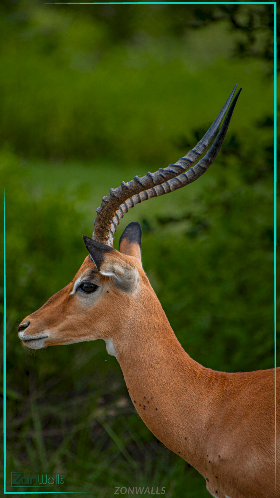 Side profile close-up of a male Impala antelope with long curved horns, standing against a blurred green forest background.