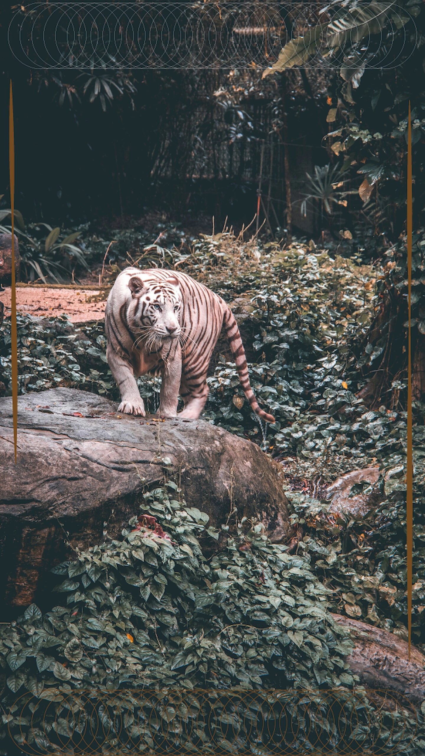 "Full-body shot of a rare white tiger walking on large rocks in a dense green jungle, looking to the side, framed with a thin golden geometric border for mobile background."