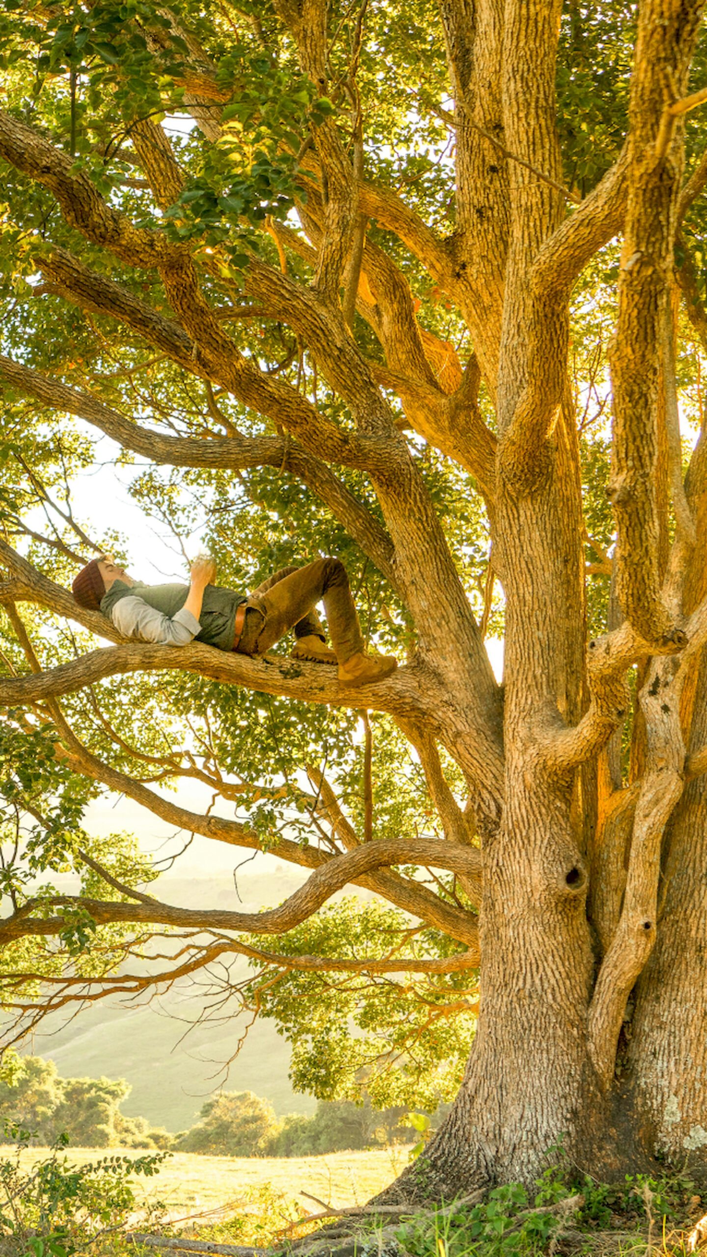 A person lying down and relaxing on a large tree branch during golden hour, surrounded by lush green leaves and a scenic landscape.