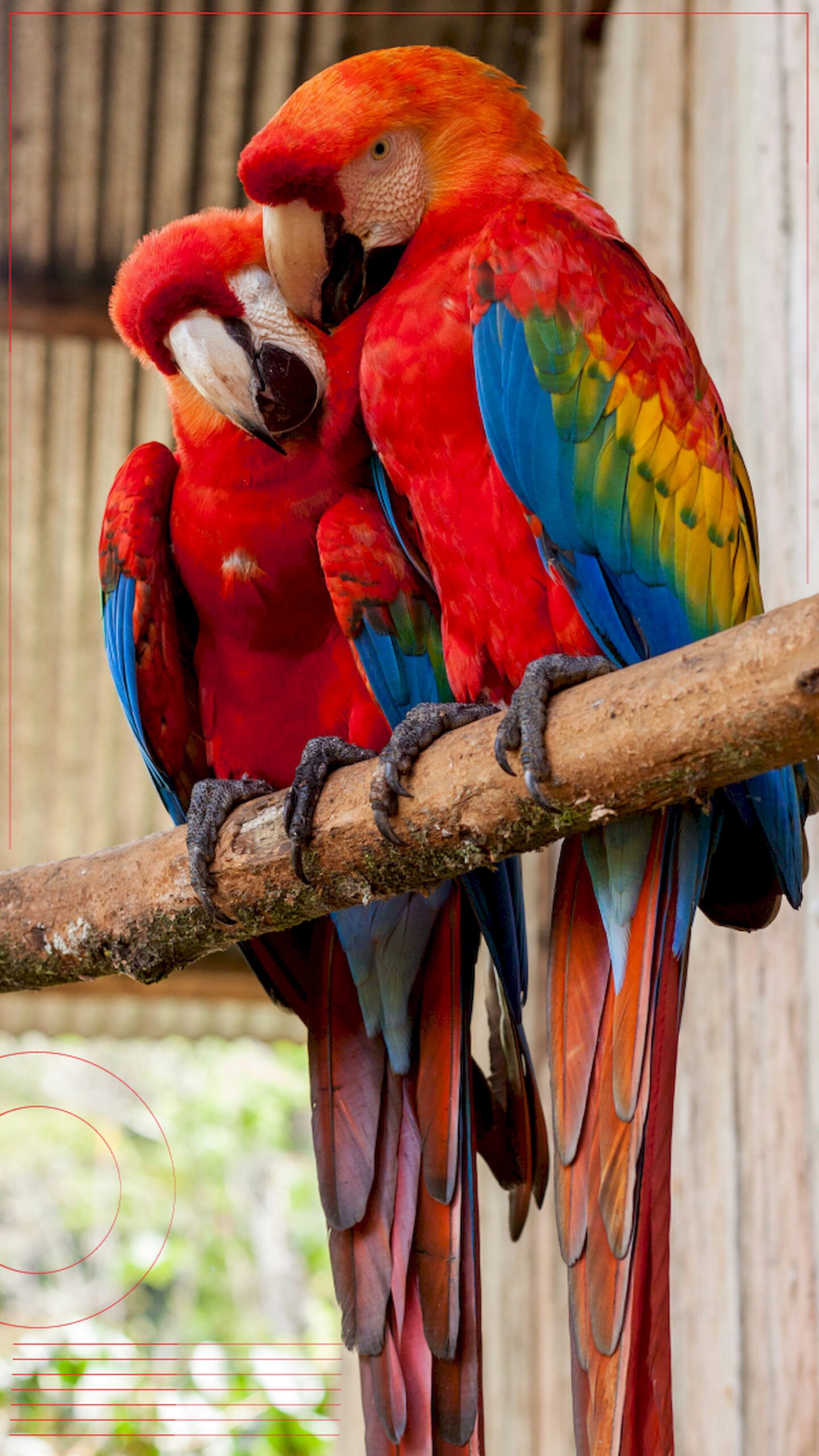 "Two scarlet macaws sitting close together on a wooden branch, nuzzling affectionately, featuring vibrant red, yellow, and blue feathers with a red geometric line border."