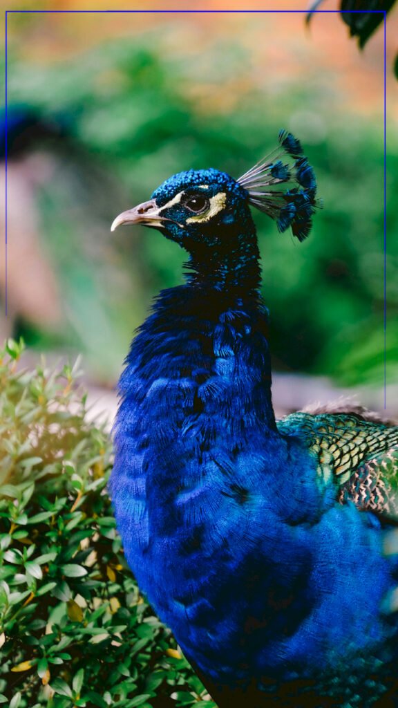 "Close-up profile of a peacock's head and bright blue neck featuring a feather crest, set against a blurred green nature background with a thin blue geometric frame."