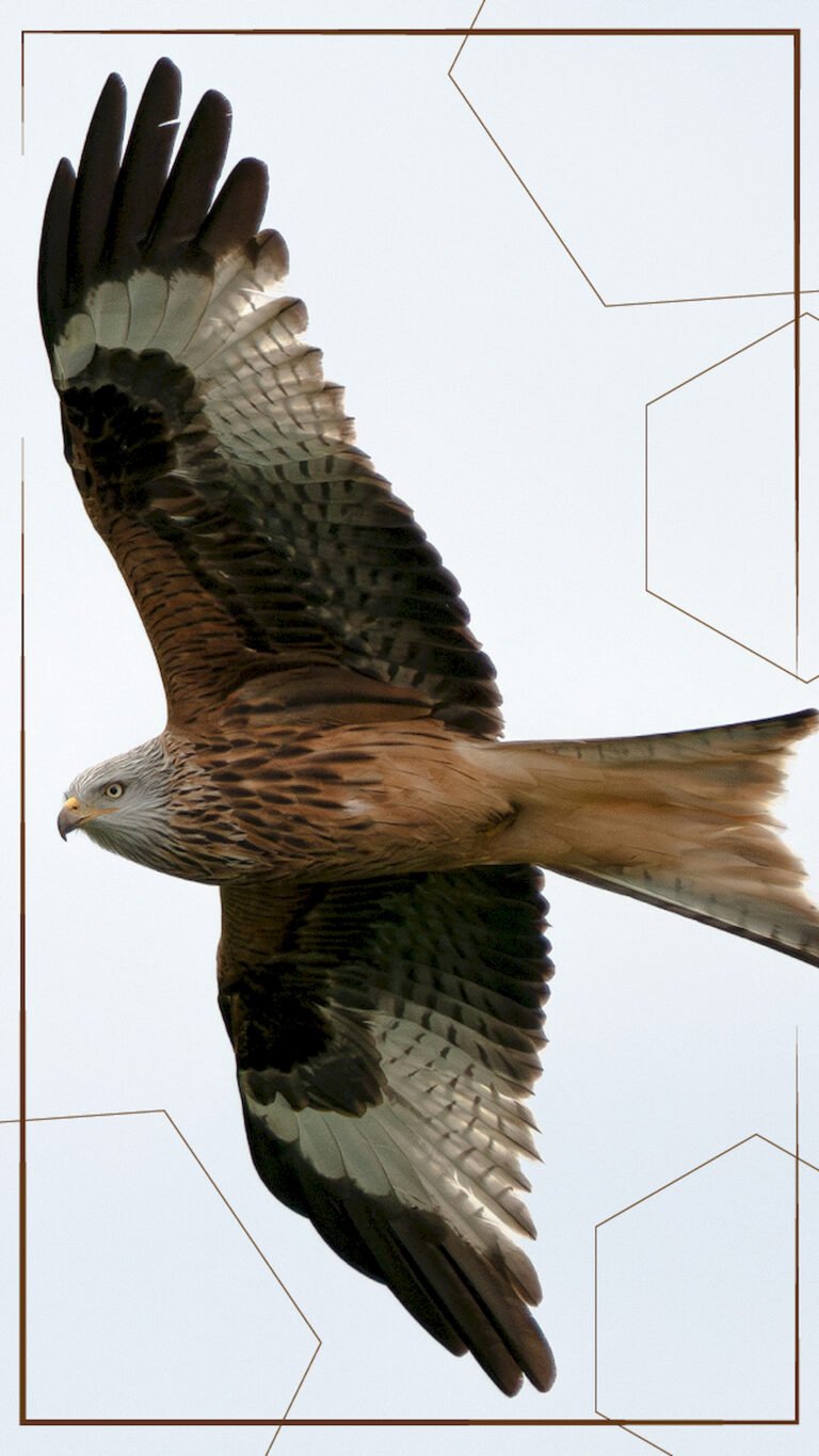 Red Kite bird of prey flying with spread wings against a white sky, featuring detailed brown feathers and a geometric line art overlay for mobile wallpaper.
