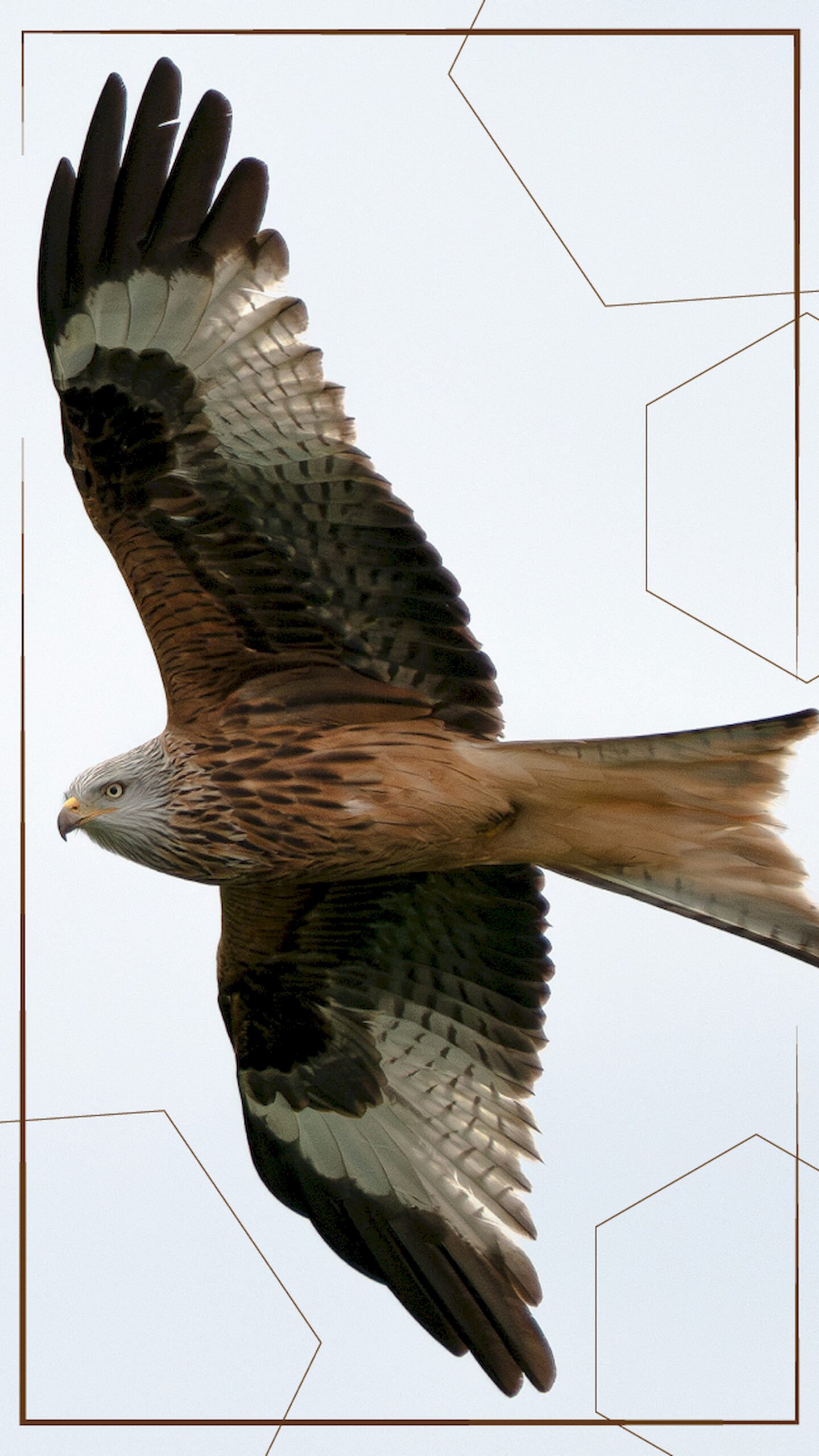 Red Kite bird of prey flying with spread wings against a white sky, featuring detailed brown feathers and a geometric line art overlay for mobile wallpaper.