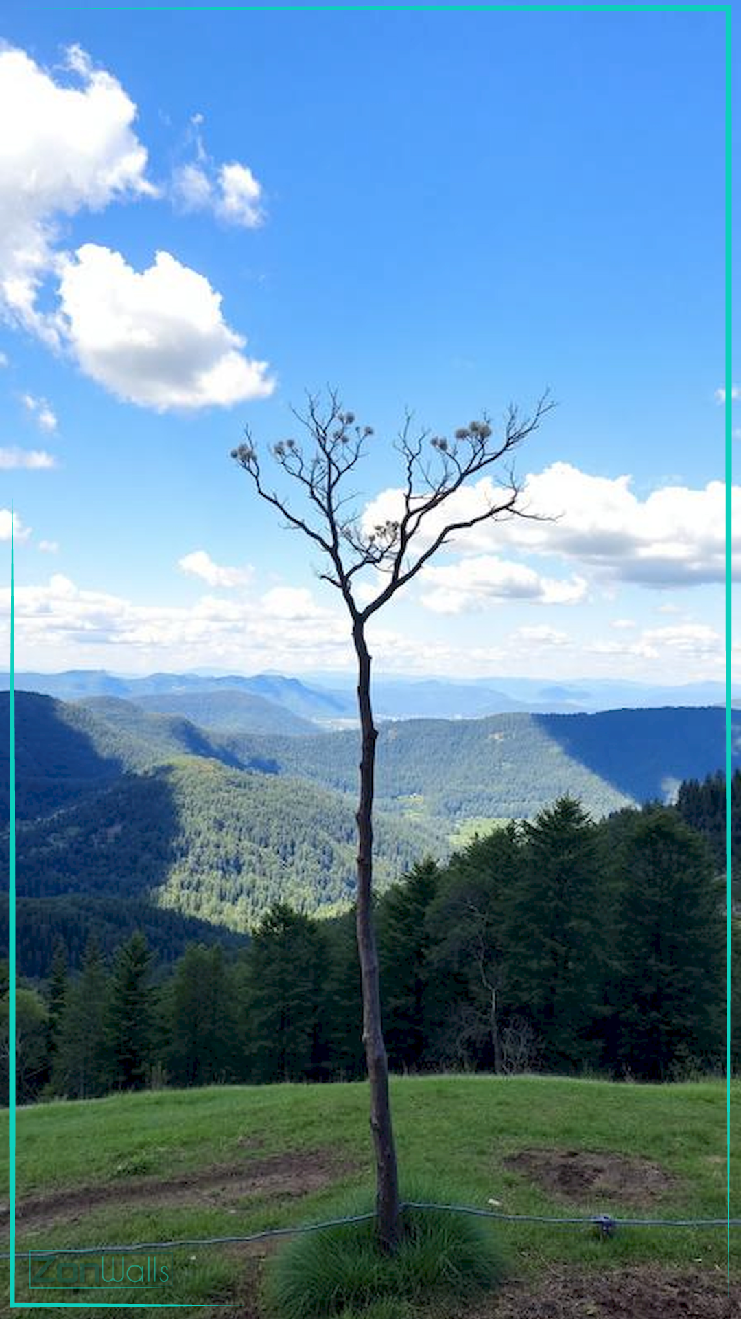 Vertical nature wallpaper featuring a thin, solitary tree standing on a grassy hill in the foreground, overlooking a lush green pine forest and rolling blue mountains under a bright blue sky with white clouds.