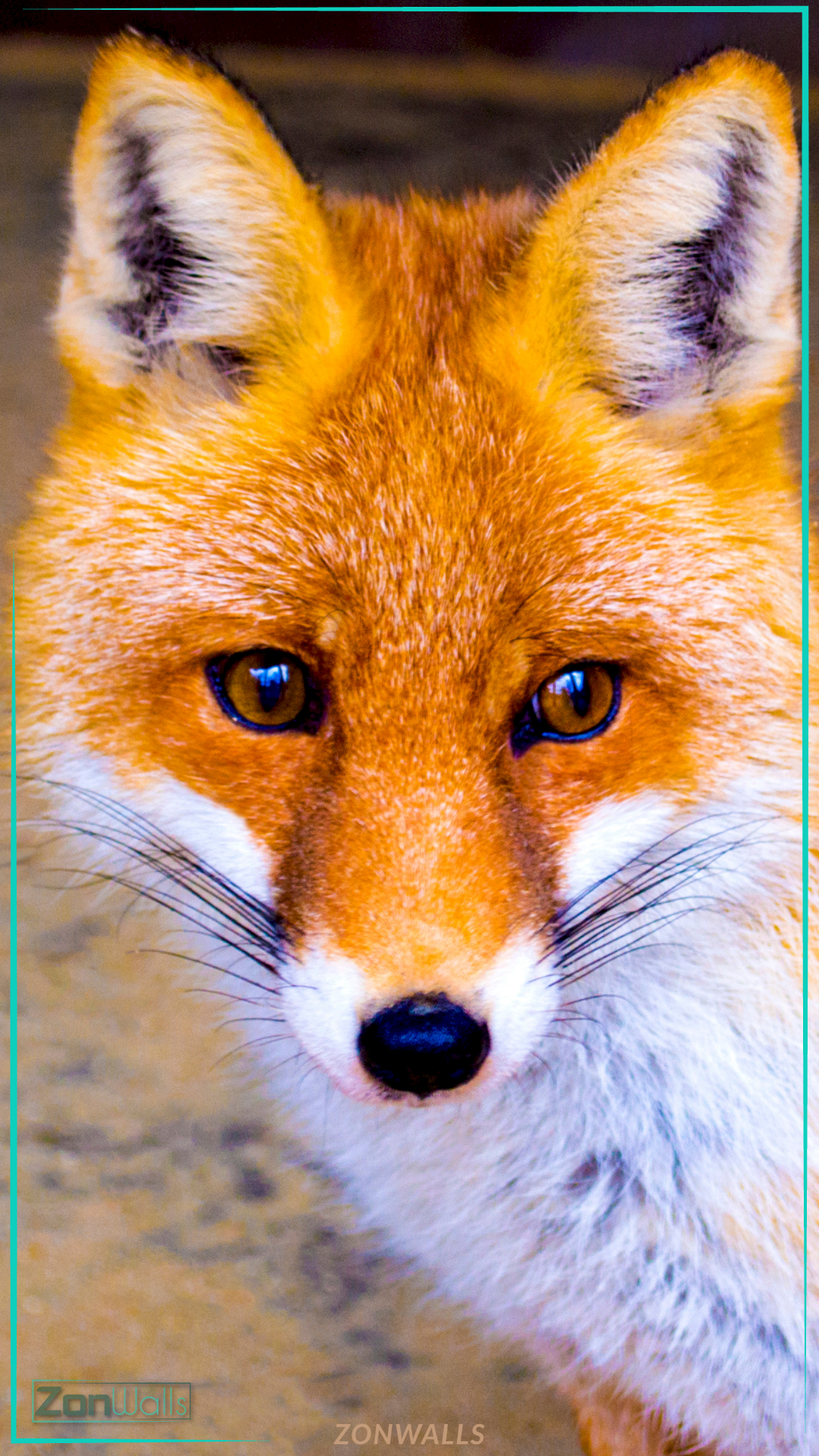 Close-up face portrait of a Red Fox with vibrant orange fur, white muzzle, and intense amber eyes looking directly at the camera.