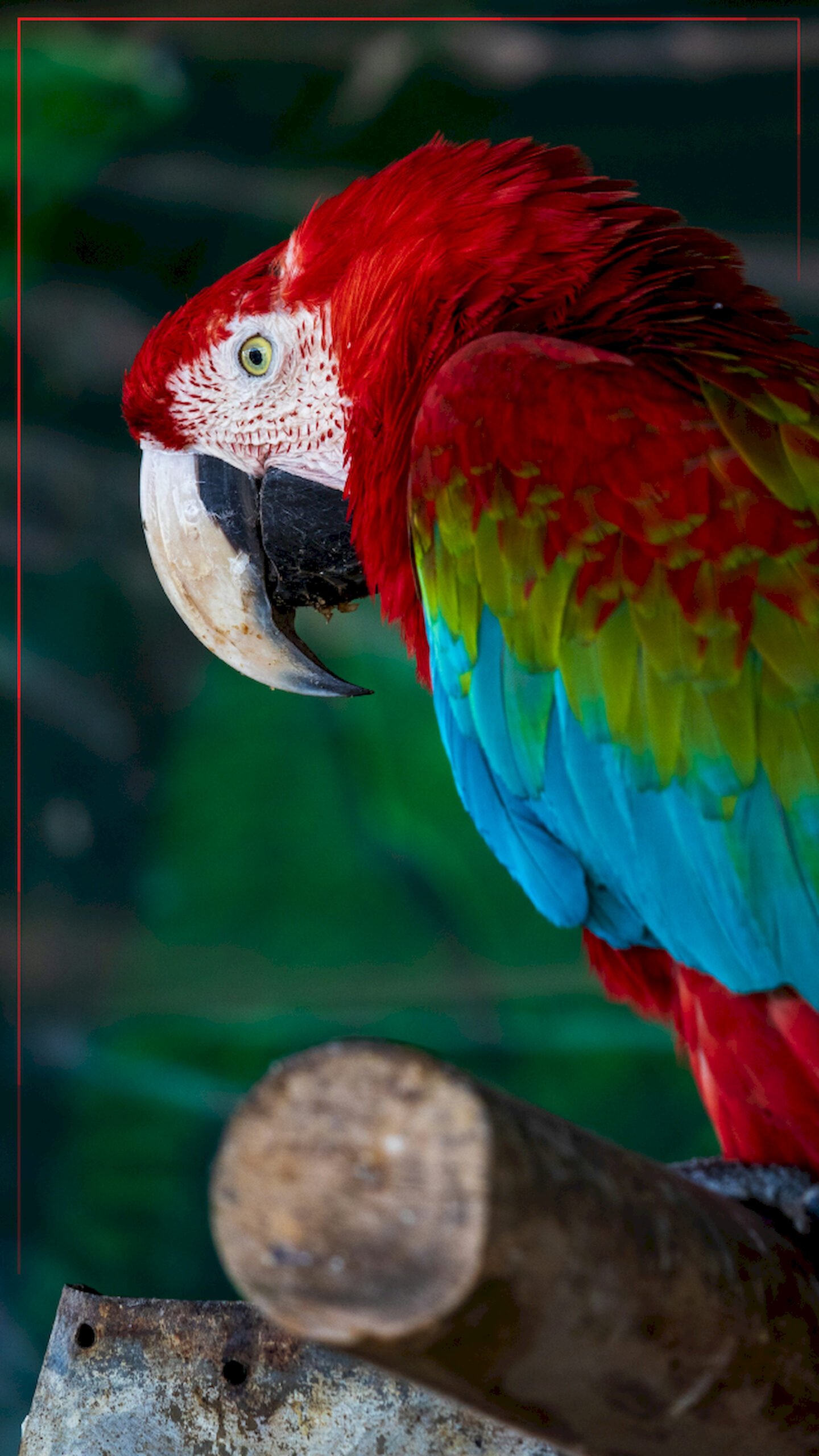 "Side profile close-up of a red Green-winged Macaw parrot perched on a wooden branch with a blurred green background, mobile wallpaper."