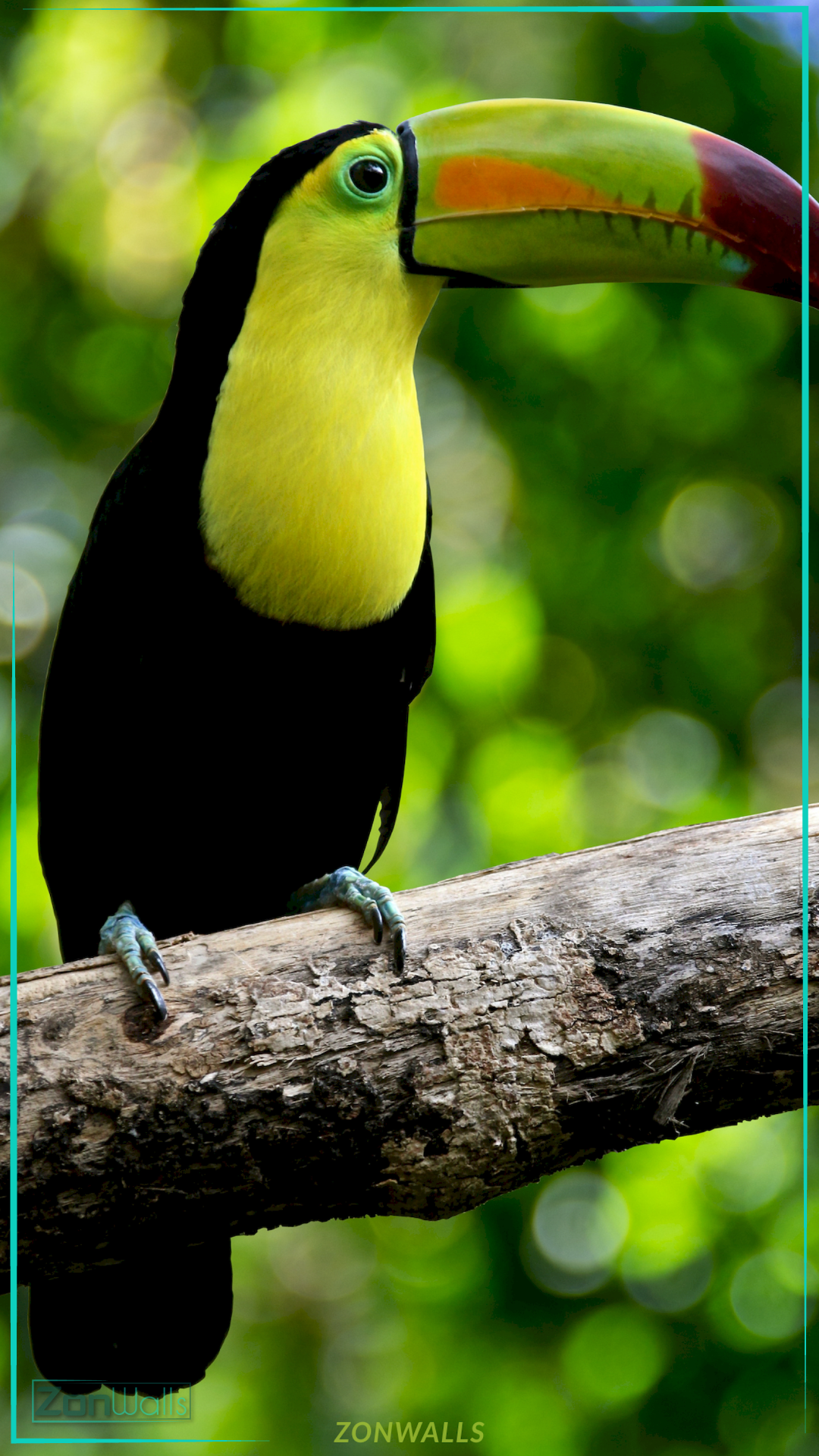 Side profile of a Keel-billed Toucan perched on a branch, showcasing its signature multi-colored beak (green, orange, and red) and bright yellow chest against a blurred forest background.