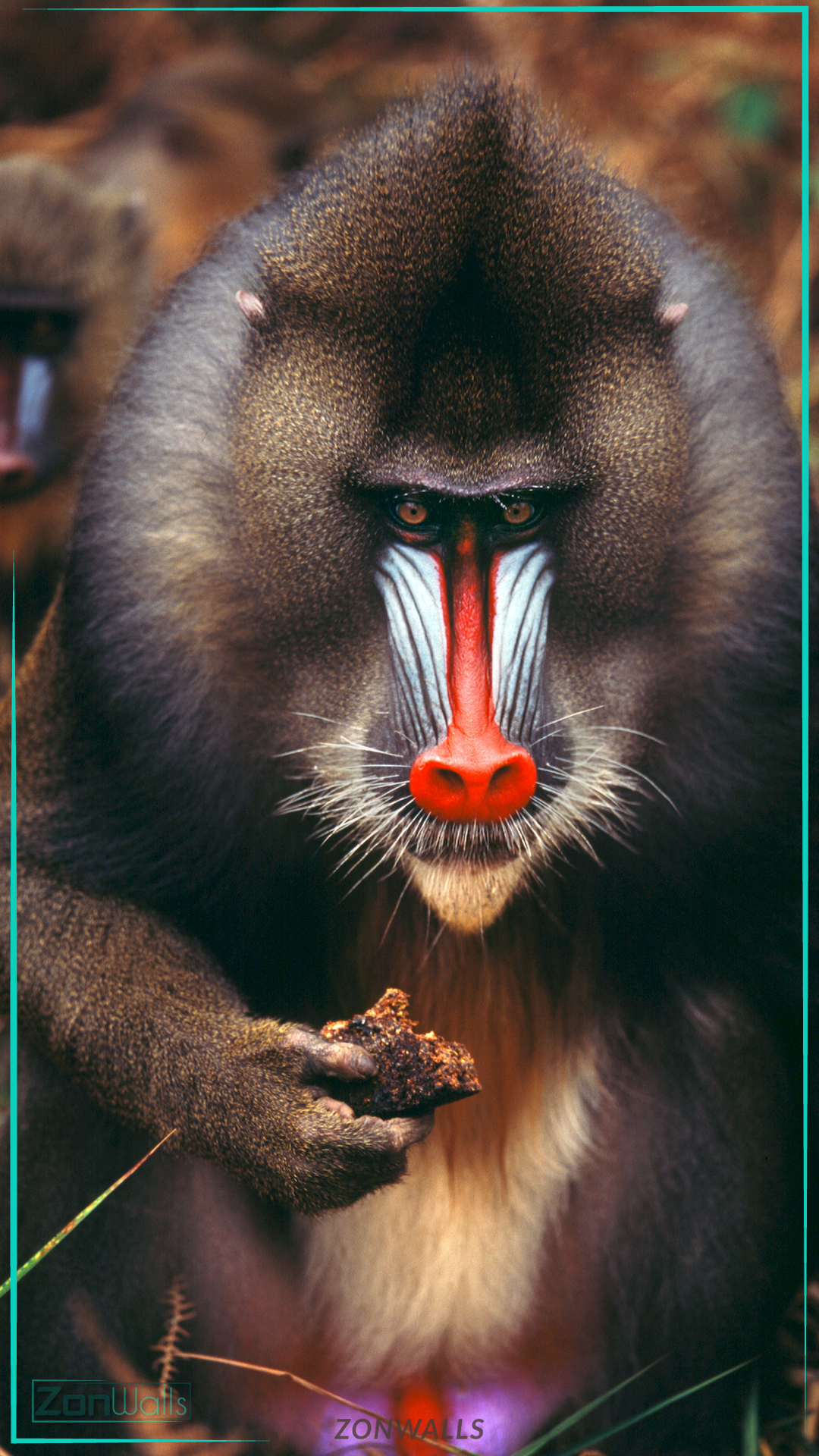 Close-up front view of a Mandrill monkey with a vivid red nose and blue cheeks, holding a piece of food in its hand.