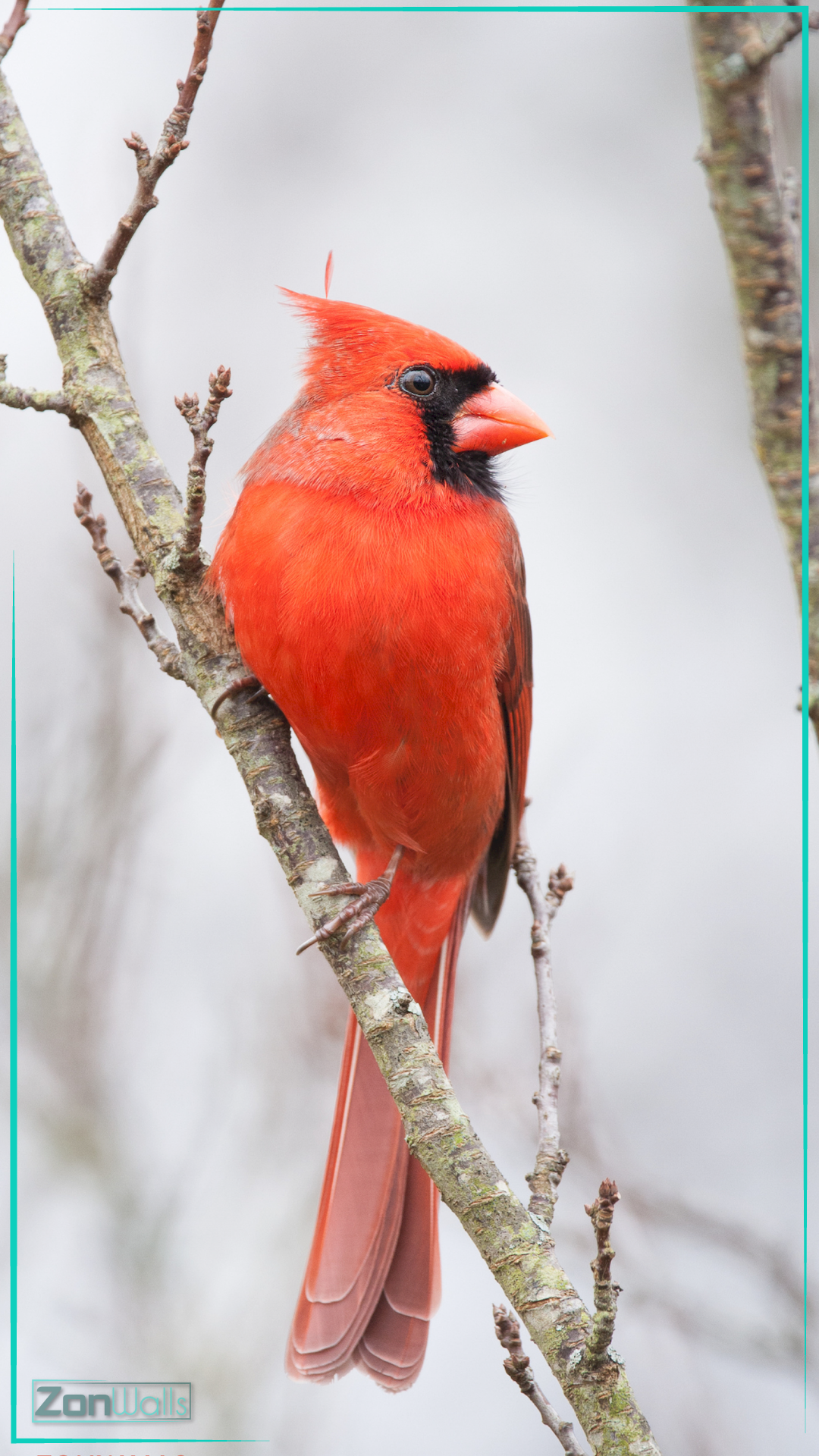 Full-body profile of a male Northern Cardinal perched on a bare tree branch, showcasing vivid red plumage and a black face mask against a soft white background.