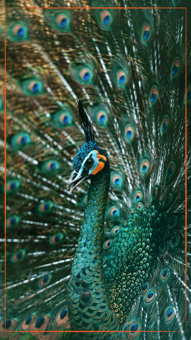 "Vertical close-up of a peacock with a blue neck and fanned-out green tail feathers featuring eye-spot patterns, mobile wallpaper."