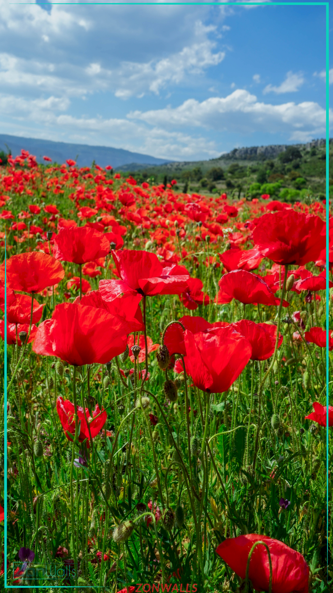 Vertical nature wallpaper featuring a vast meadow filled with blooming red poppy flowers and green grass, set against a backdrop of distant mountains and a bright blue sky with white clouds.